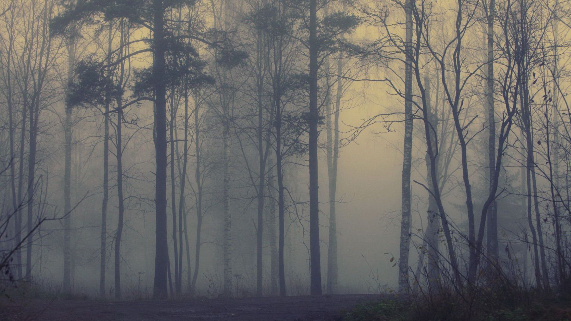 Foggy Forest Wallpapers