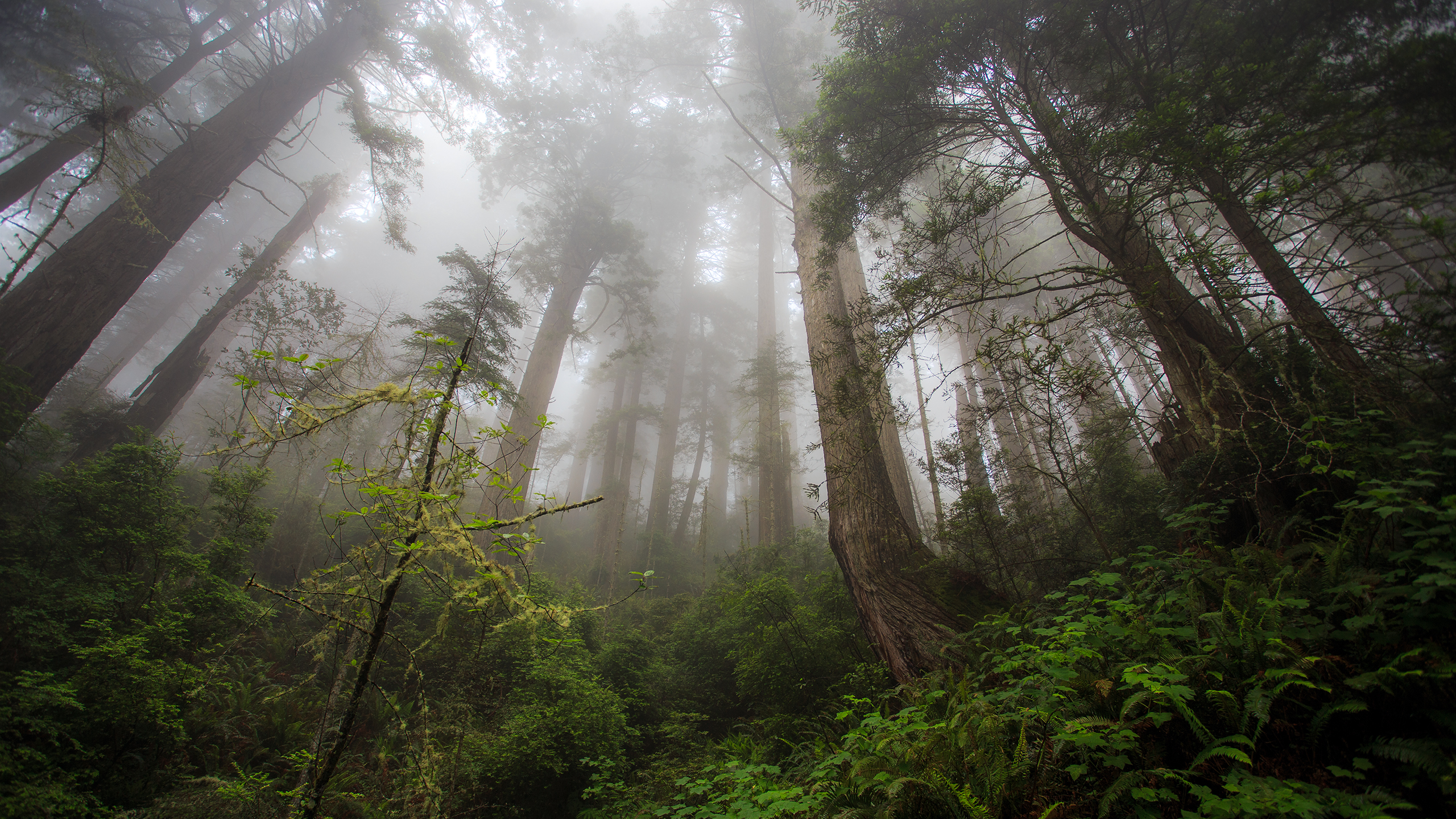 Foggy Forest Wallpapers