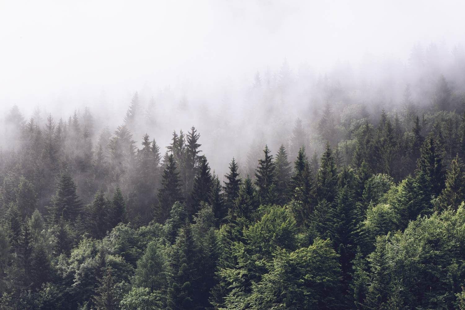 Foggy Forest Wallpapers