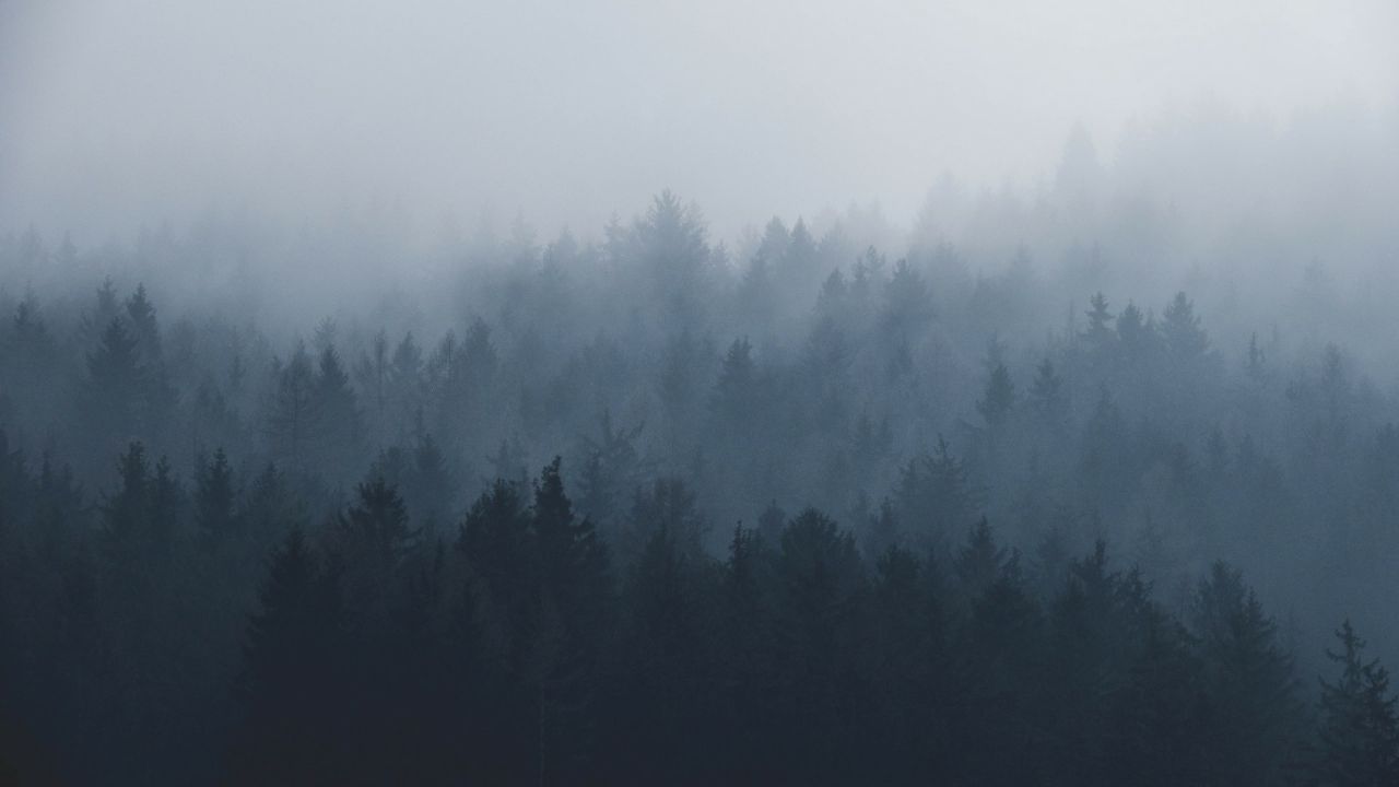 Foggy Forest Wallpapers