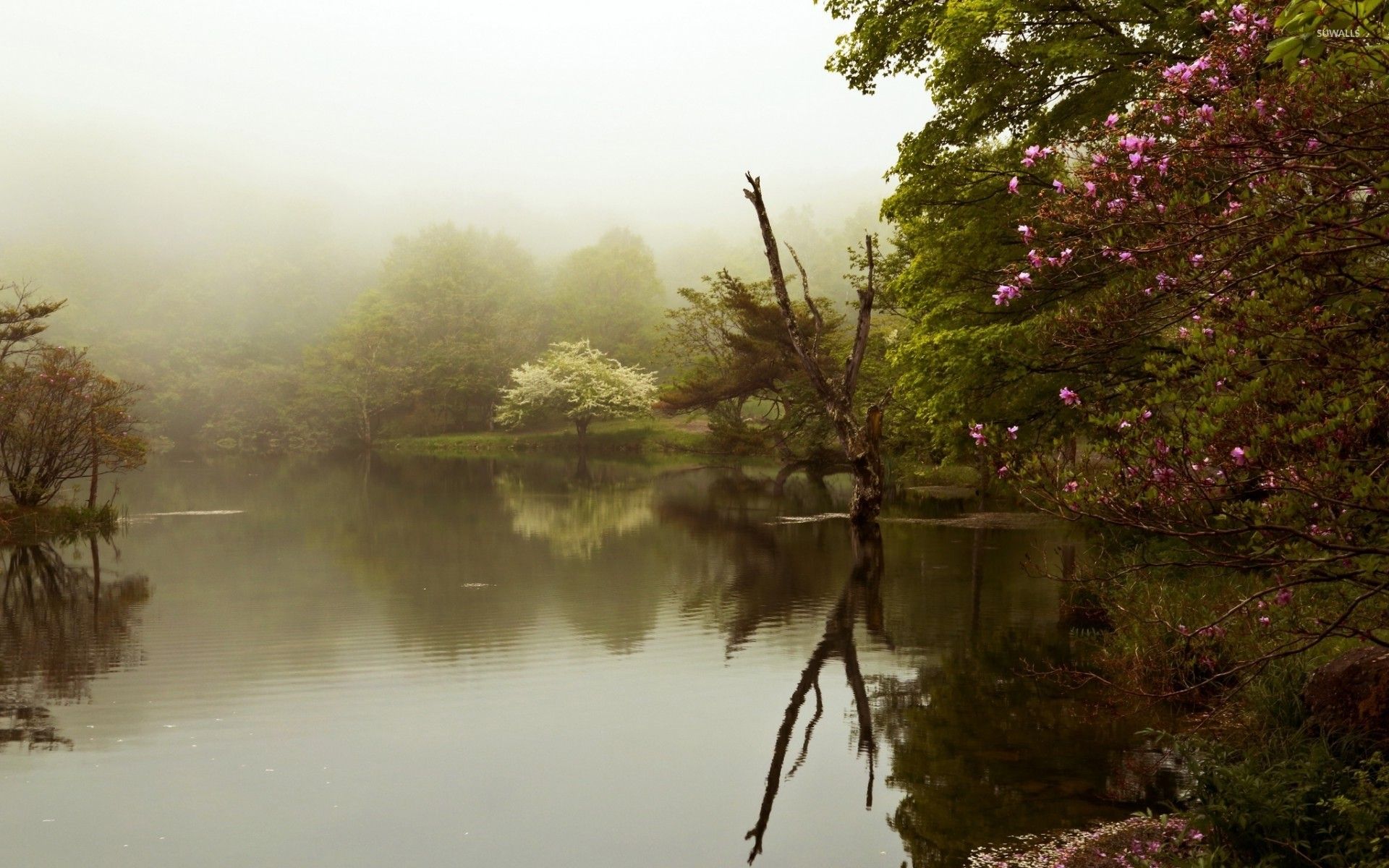 Foggy Lake Wallpapers