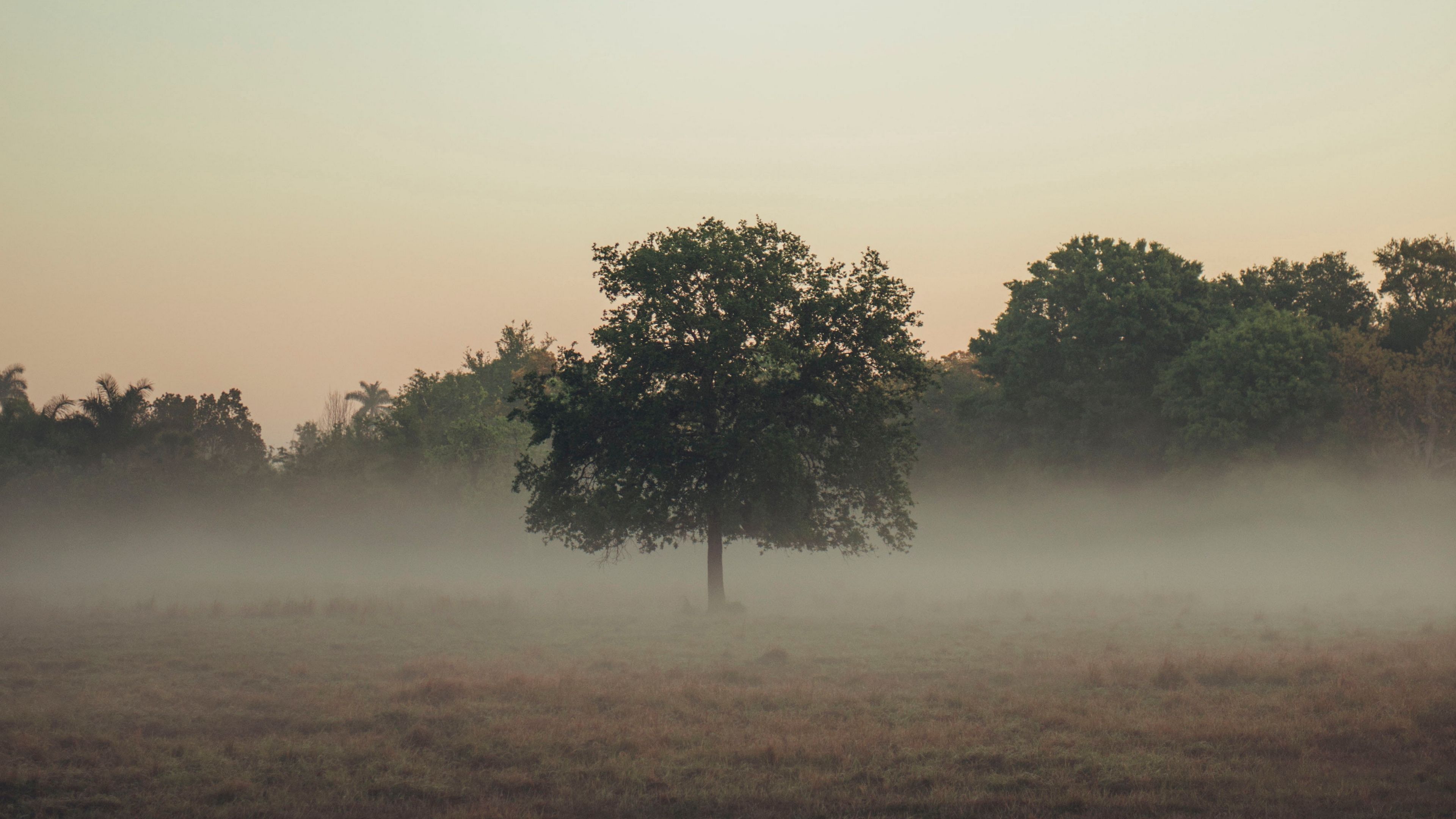 Fogy Field And A Tree Wallpapers