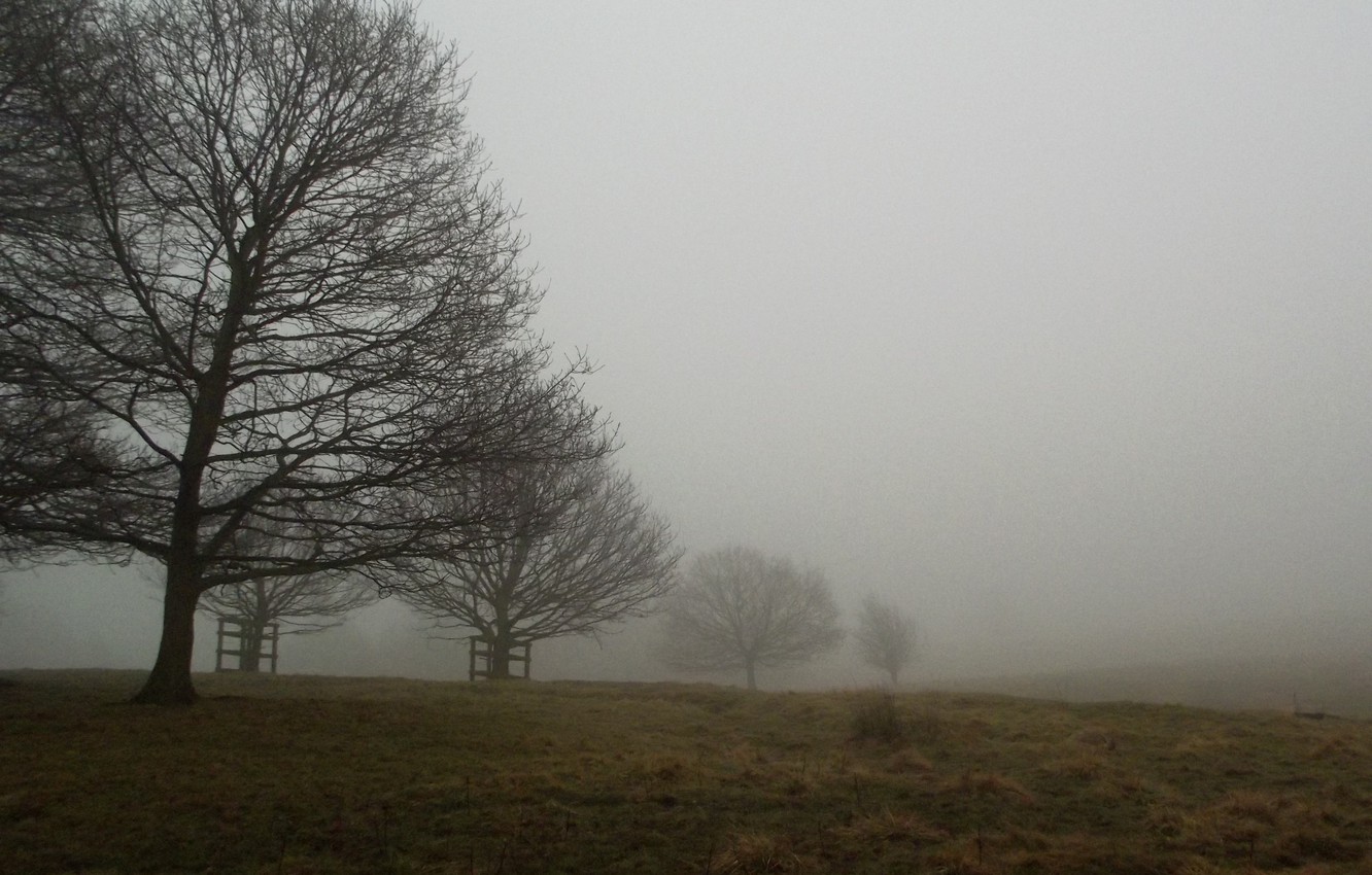 Fogy Field And A Tree Wallpapers