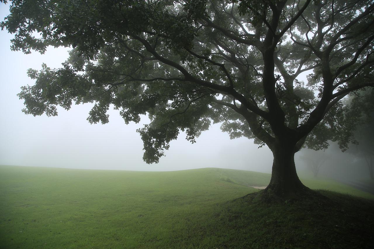 Fogy Field And A Tree Wallpapers