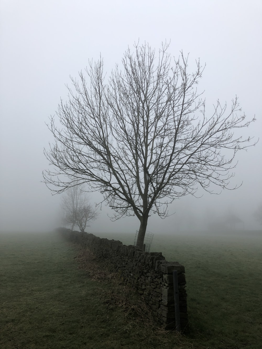 Fogy Field And A Tree Wallpapers