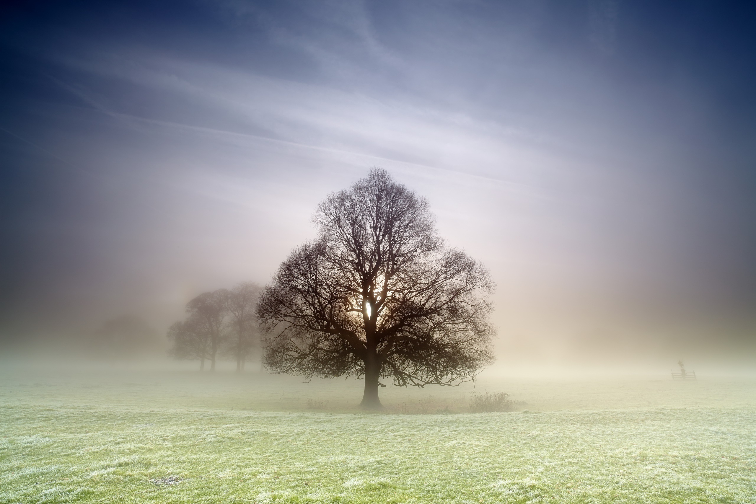 Fogy Field And A Tree Wallpapers