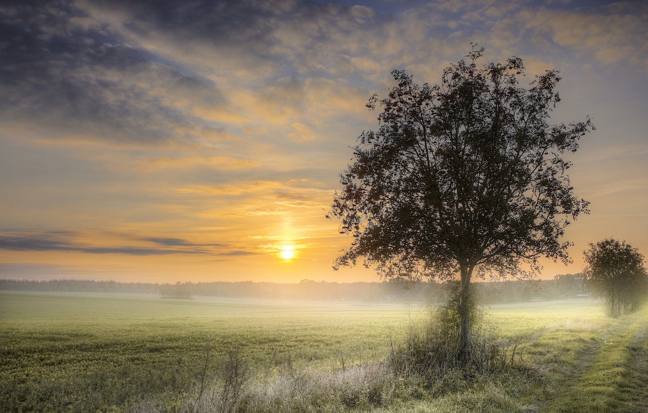 Fogy Field And A Tree Wallpapers