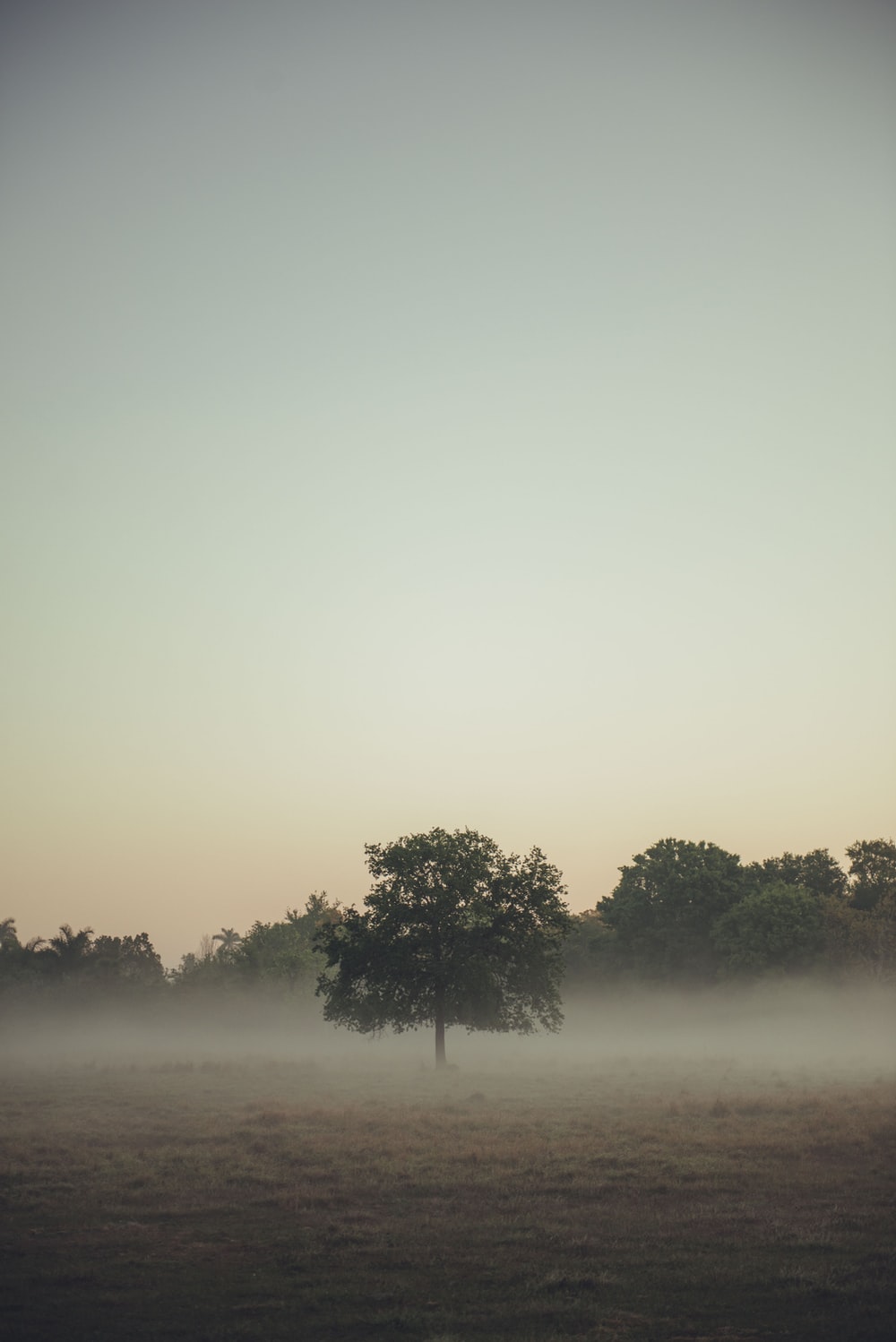 Fogy Field And A Tree Wallpapers