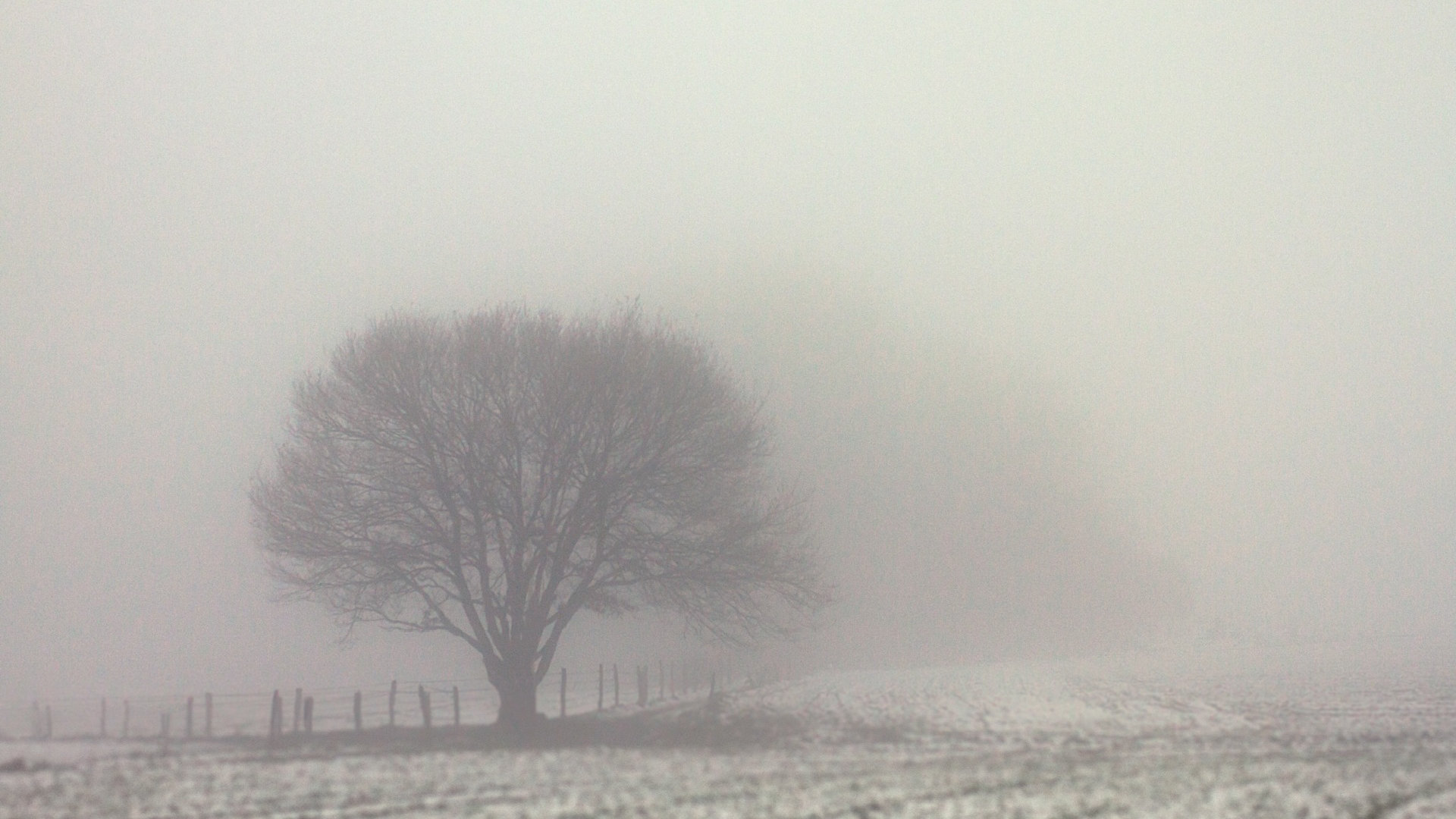 Fogy Field And A Tree Wallpapers