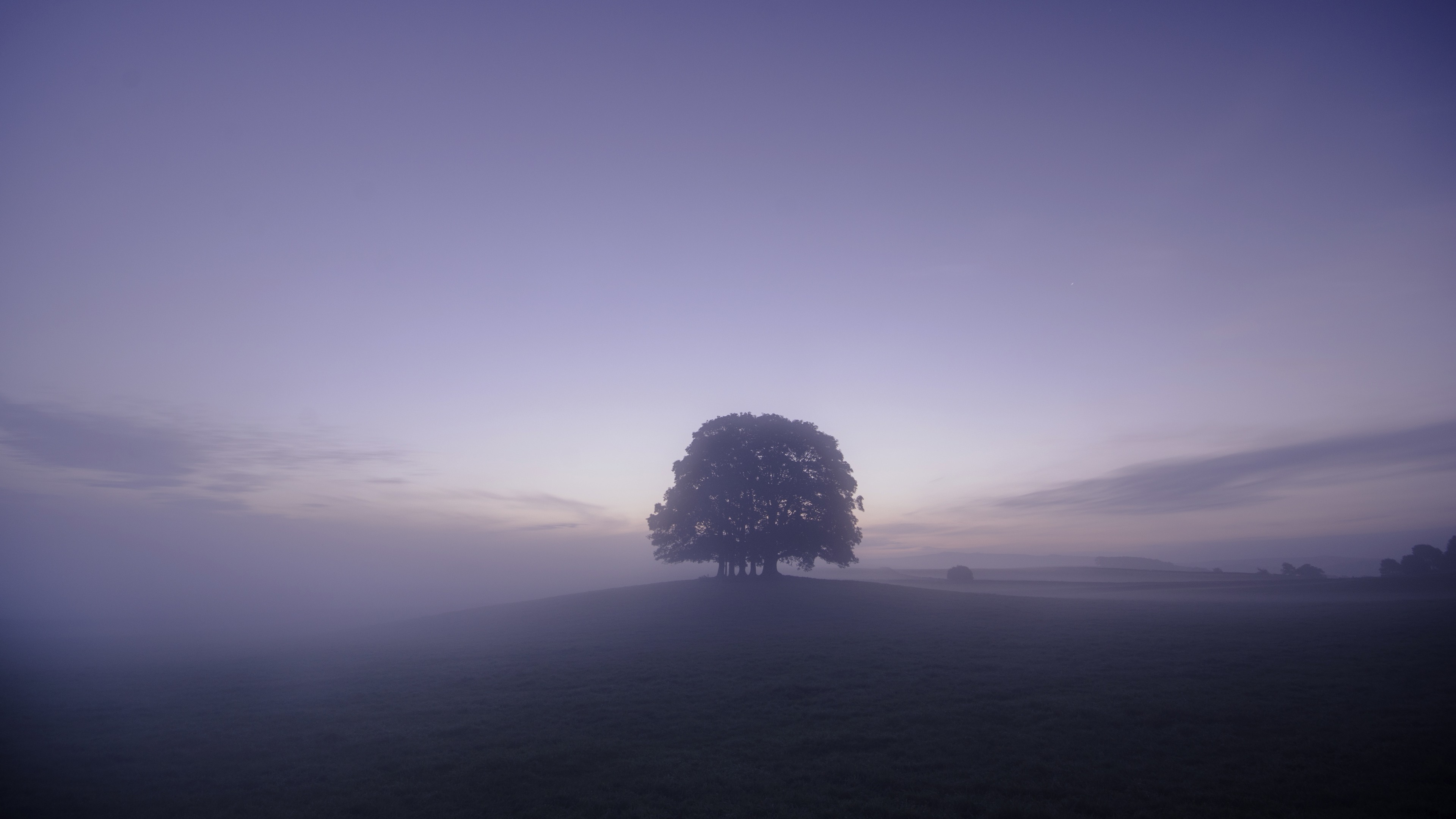 Fogy Field And A Tree Wallpapers