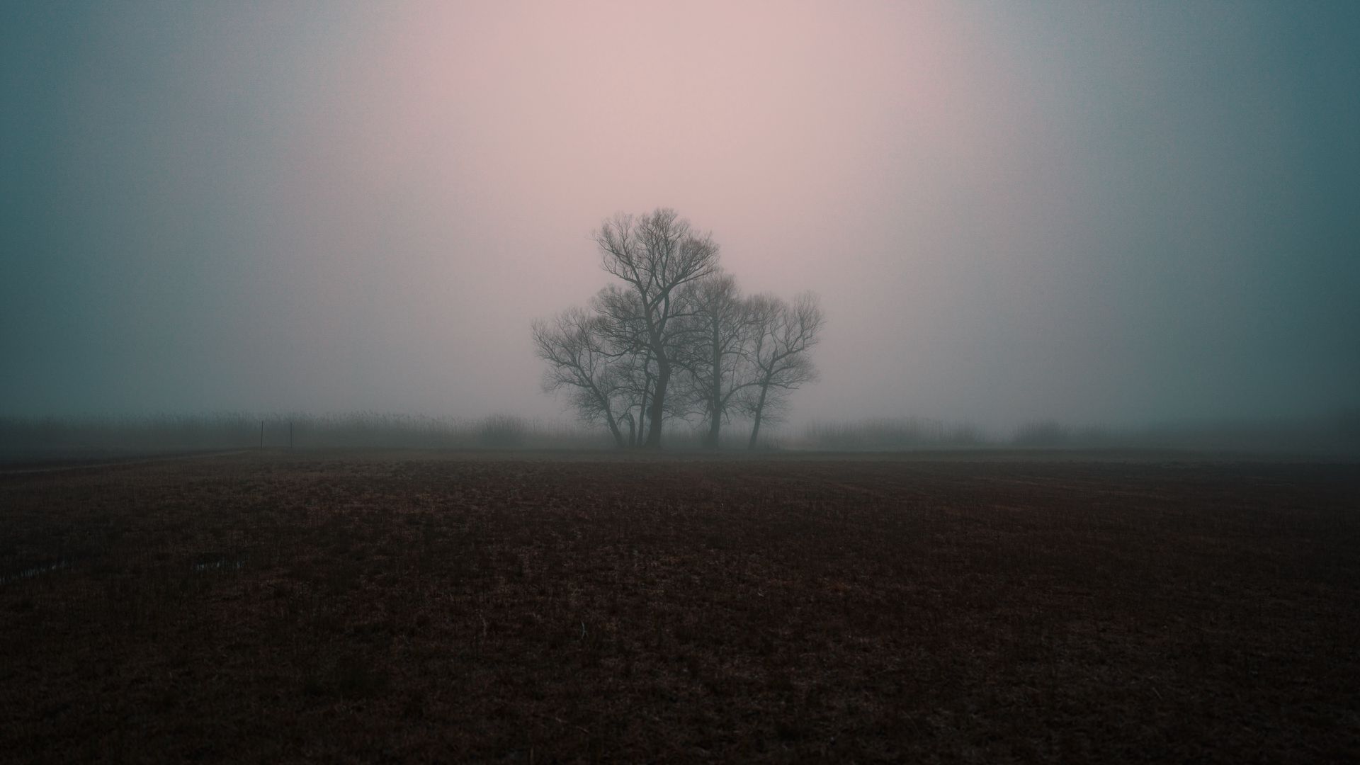 Fogy Field And A Tree Wallpapers