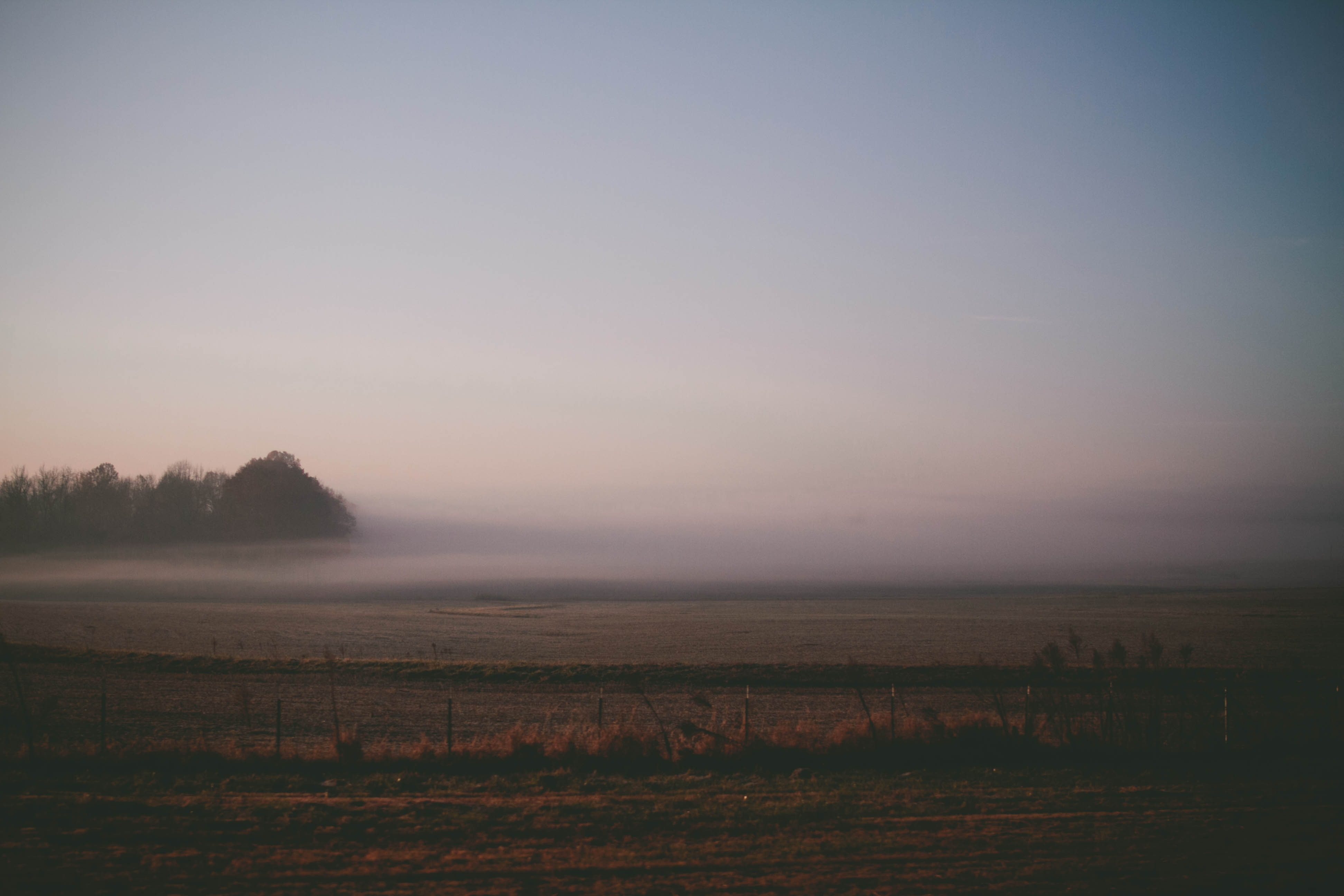 Fogy Field And A Tree Wallpapers