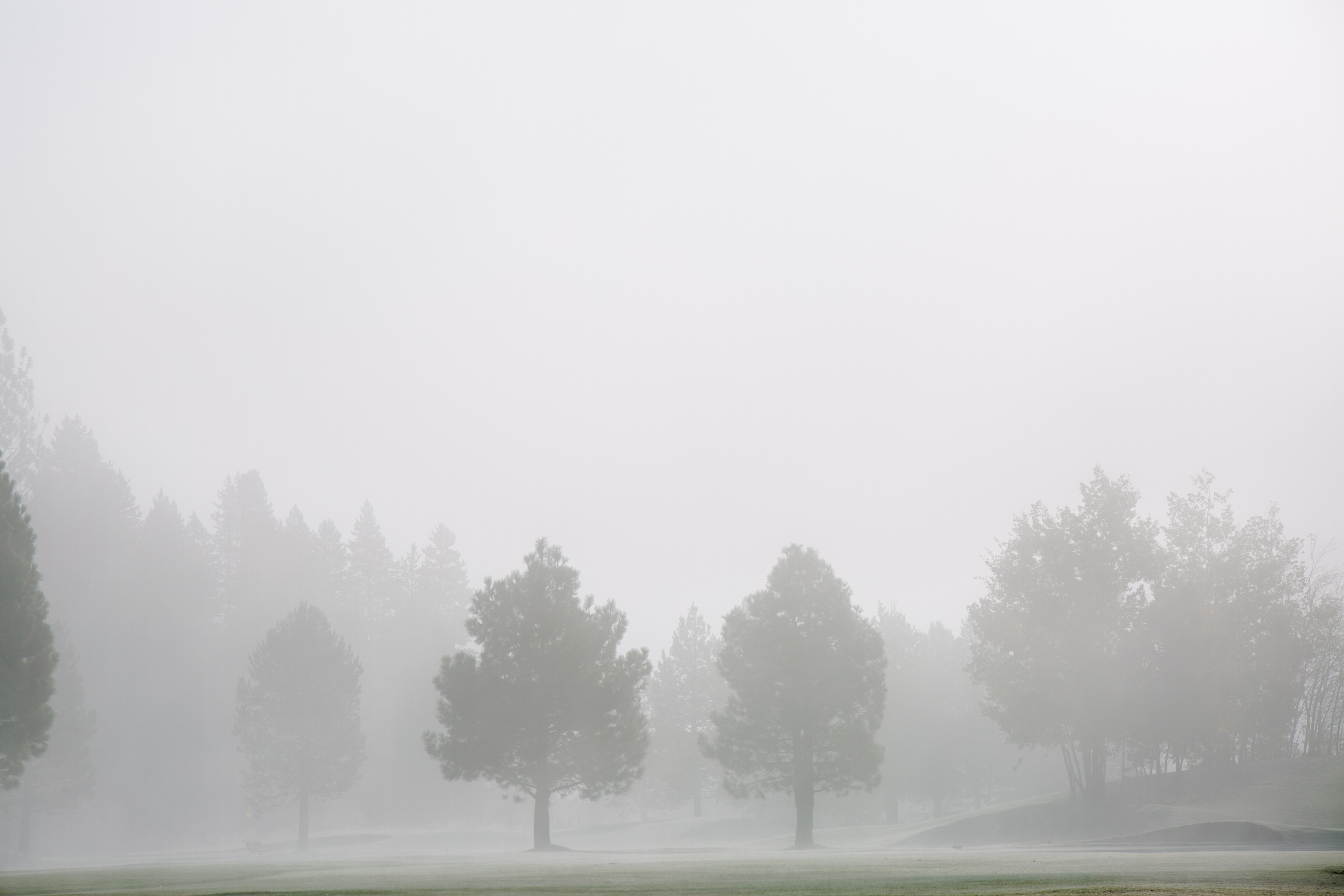 Fogy Field And A Tree Wallpapers