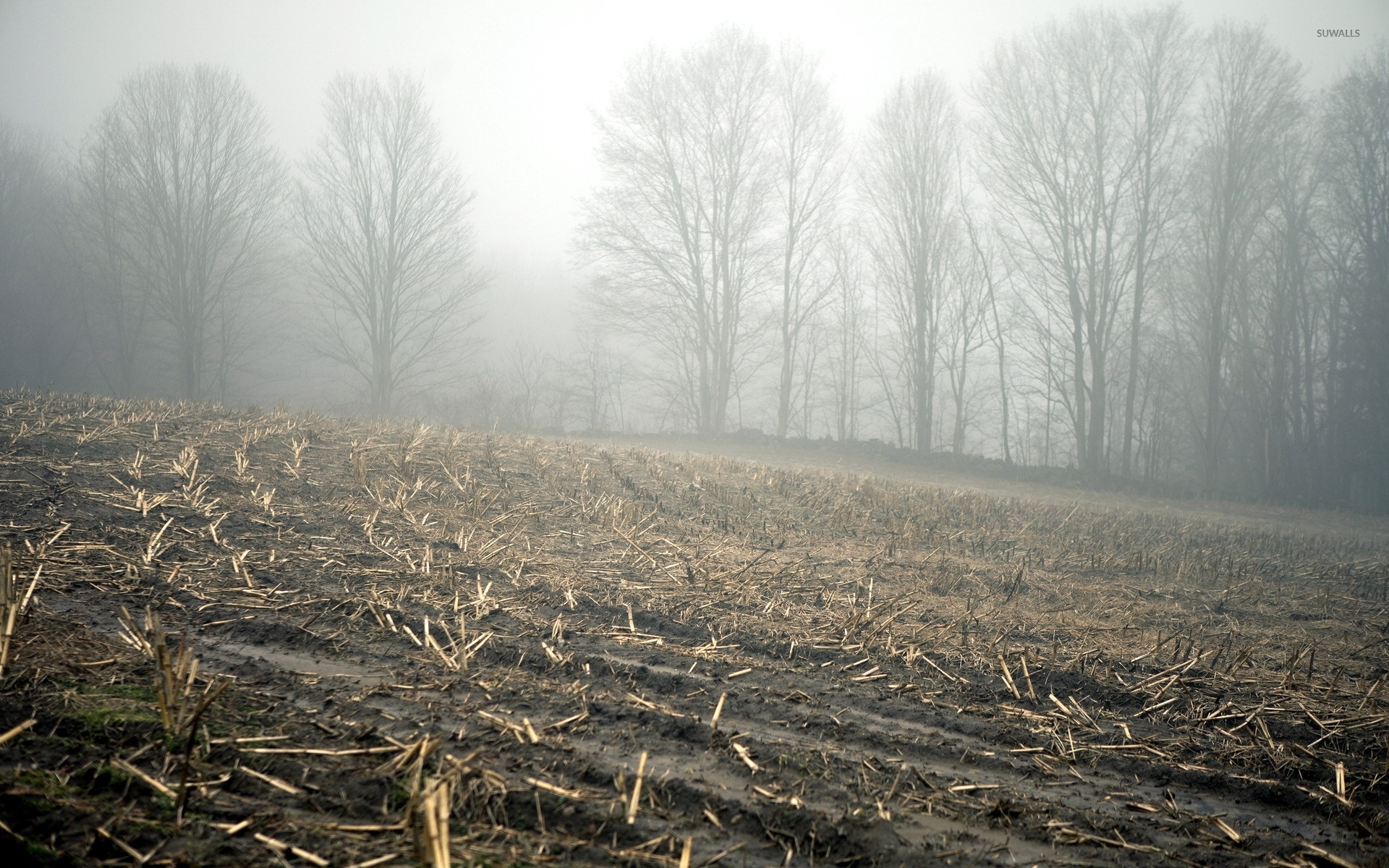 Fogy Field And A Tree Wallpapers