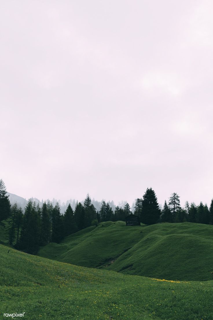 Fogy Field And A Tree Wallpapers