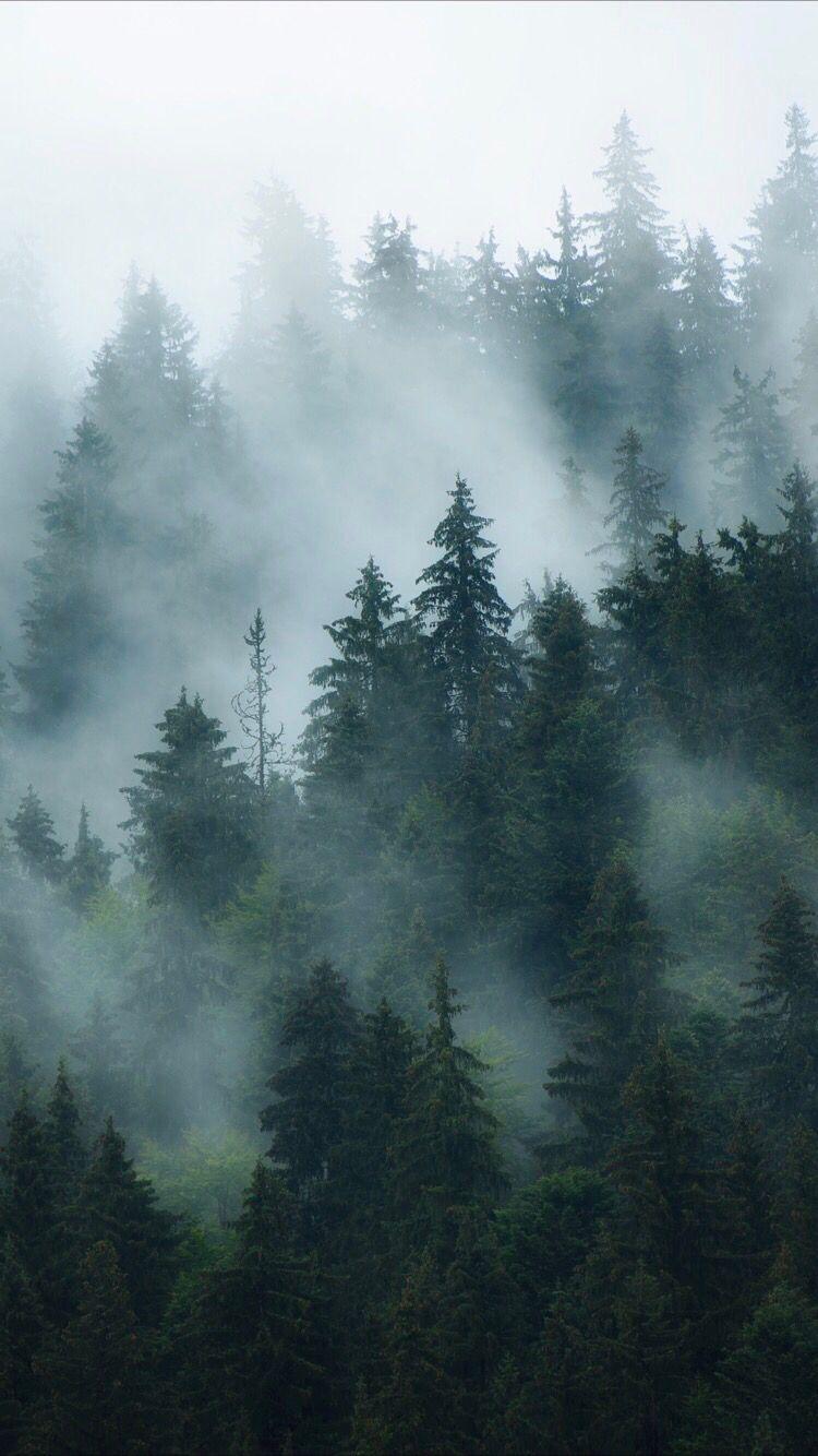 Fogy Forest Trees Wallpapers