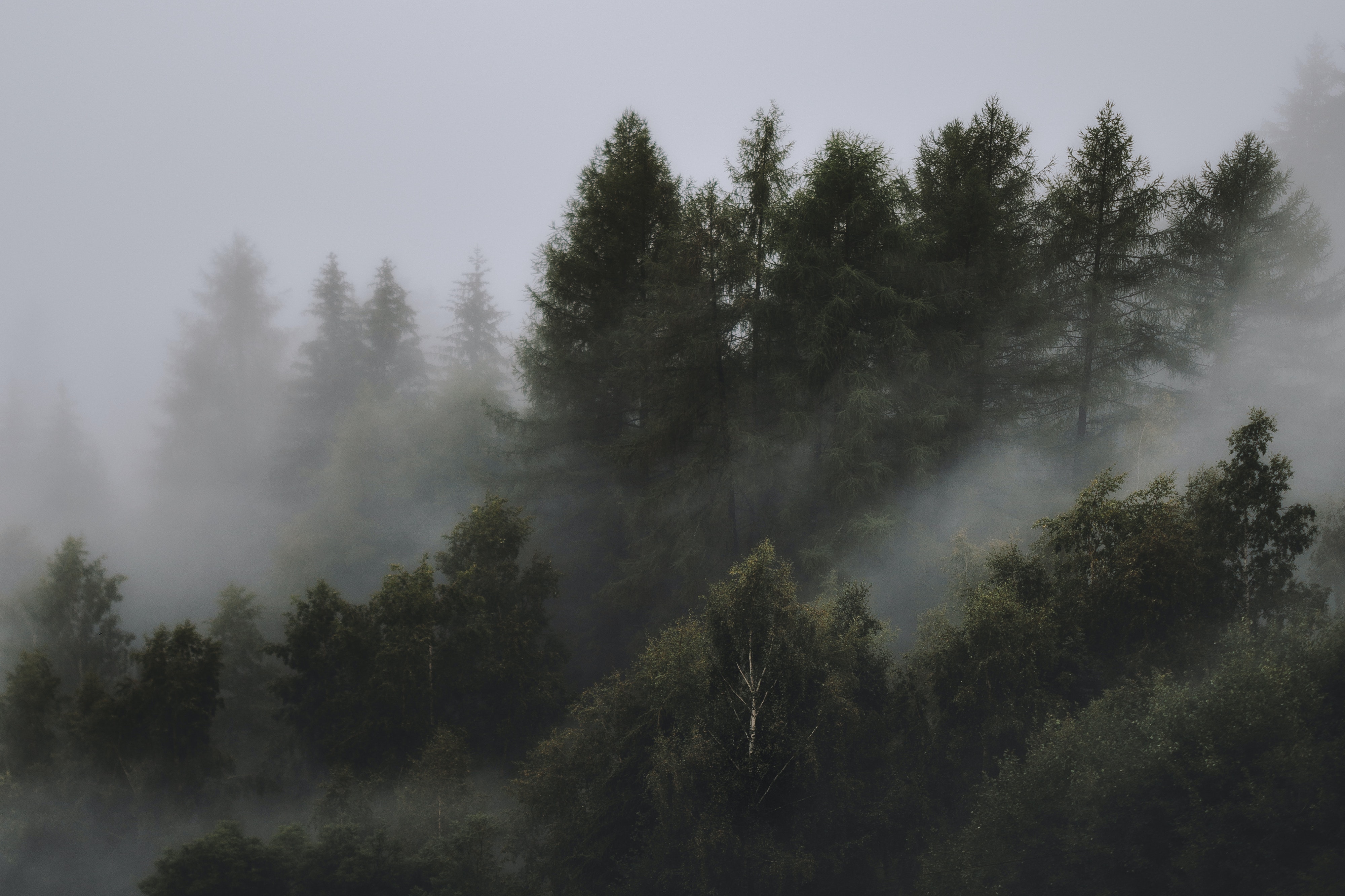 Fogy Forest Trees Wallpapers