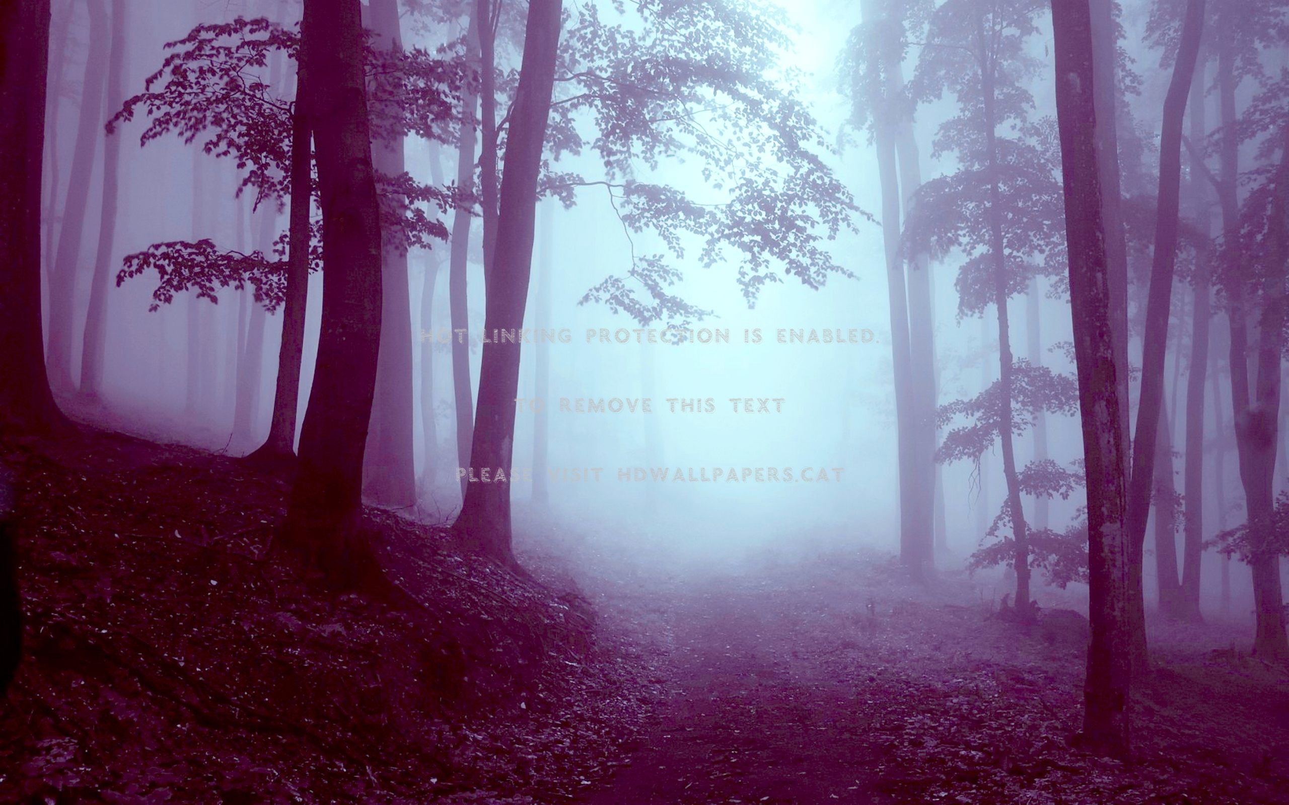 Fogy Forest Trees Wallpapers