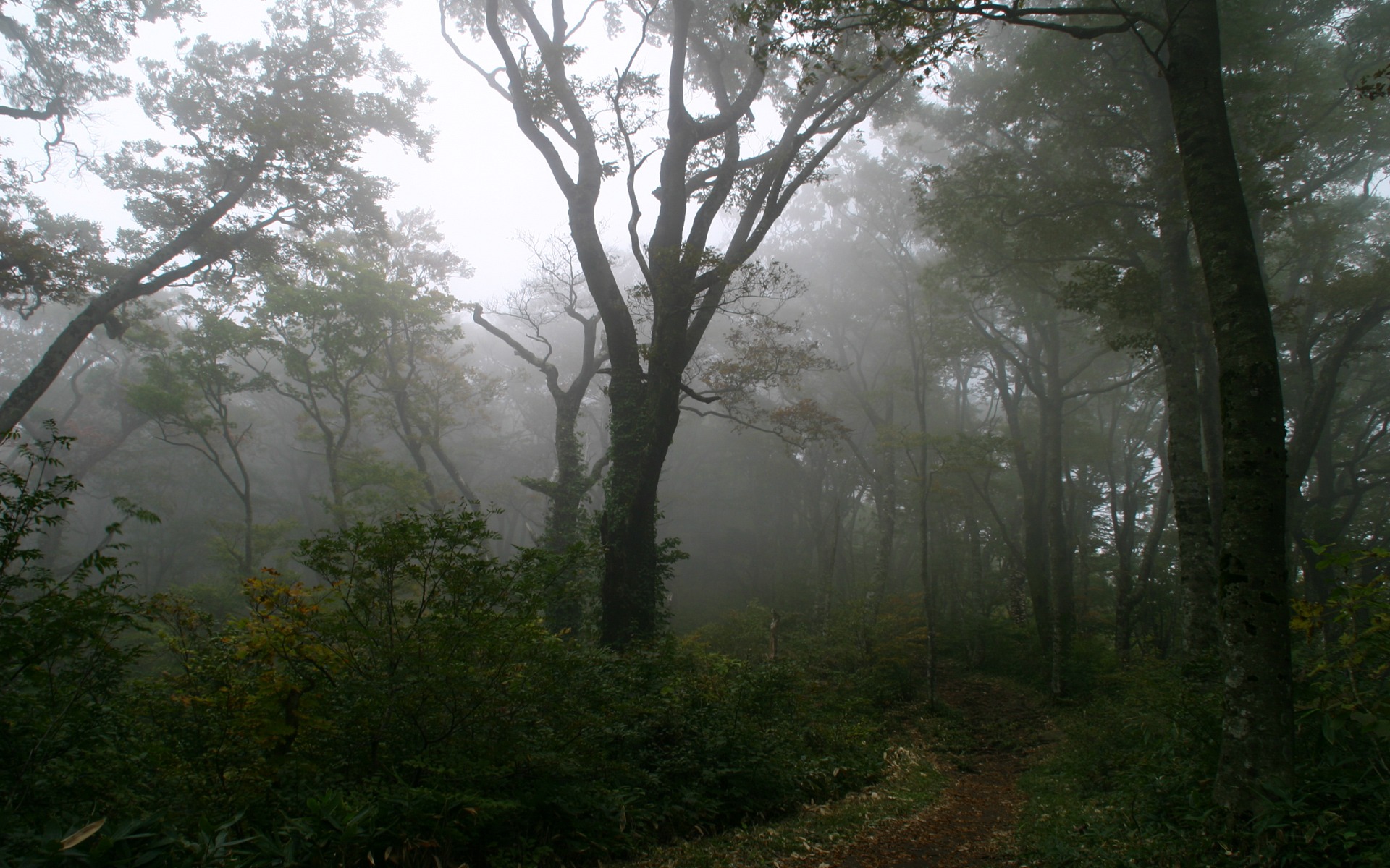 Fogy Forest Trees Wallpapers