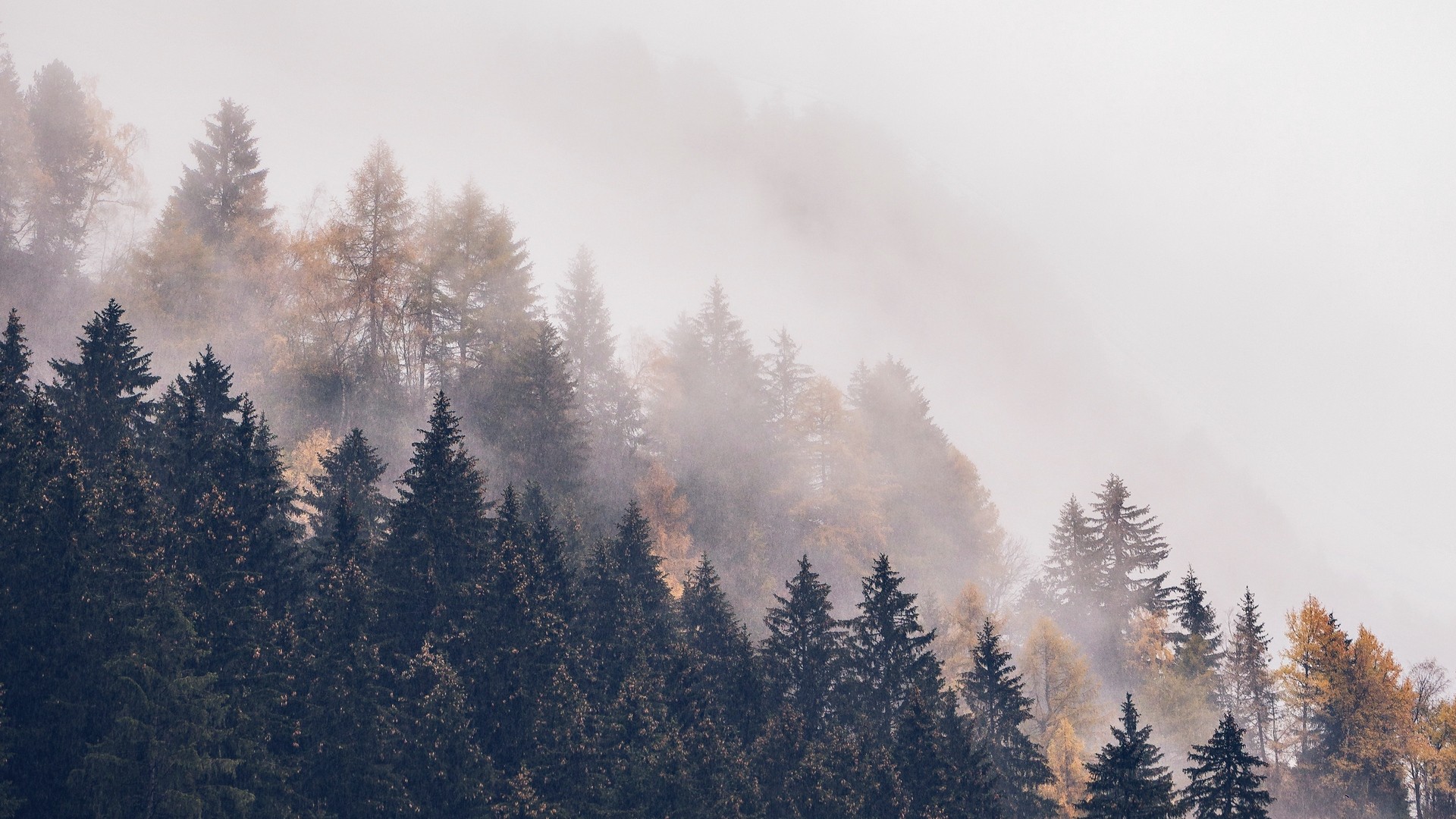 Fogy Forest Trees Wallpapers