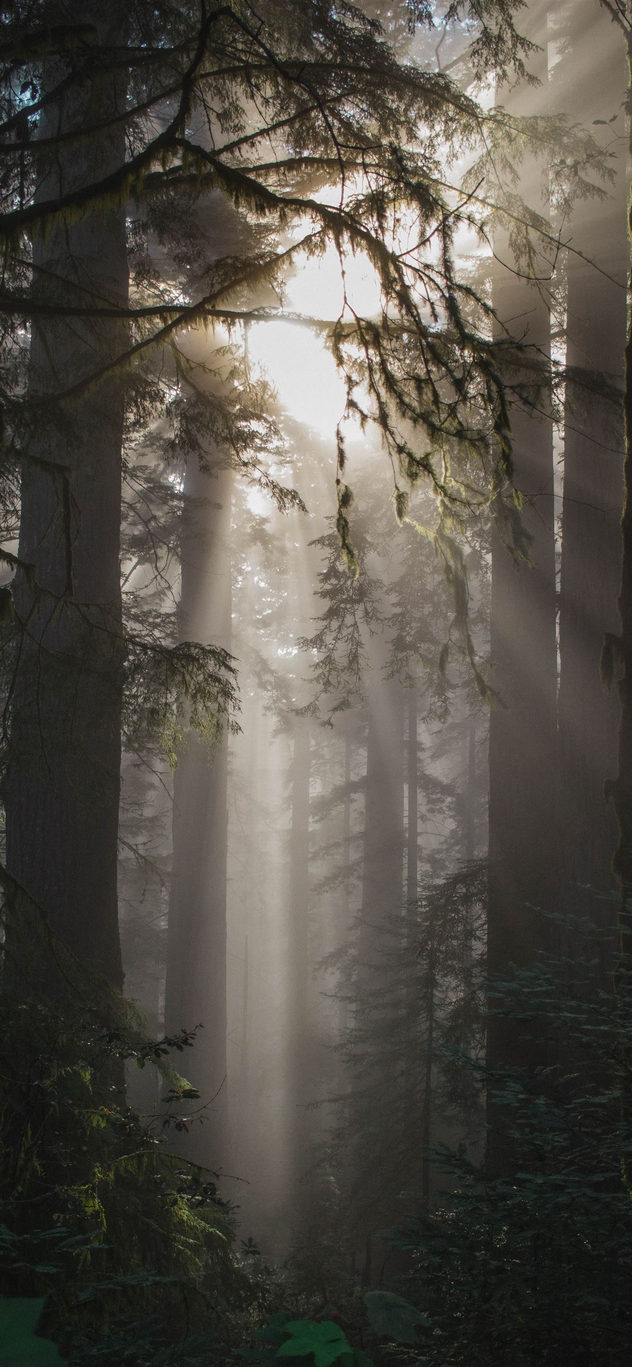 Fogy Forest Trees Wallpapers