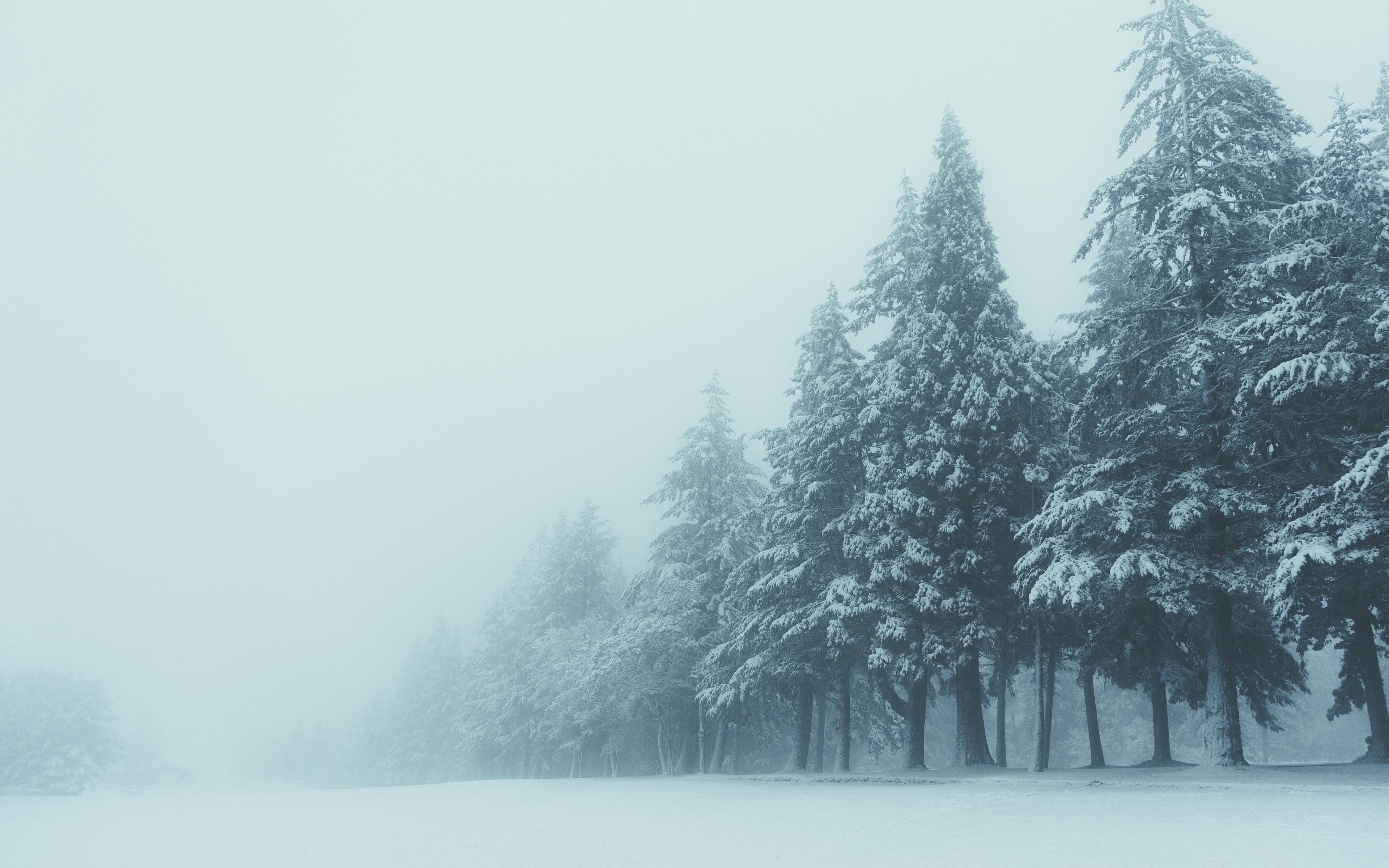 Fogy Forest Winter Day Wallpapers