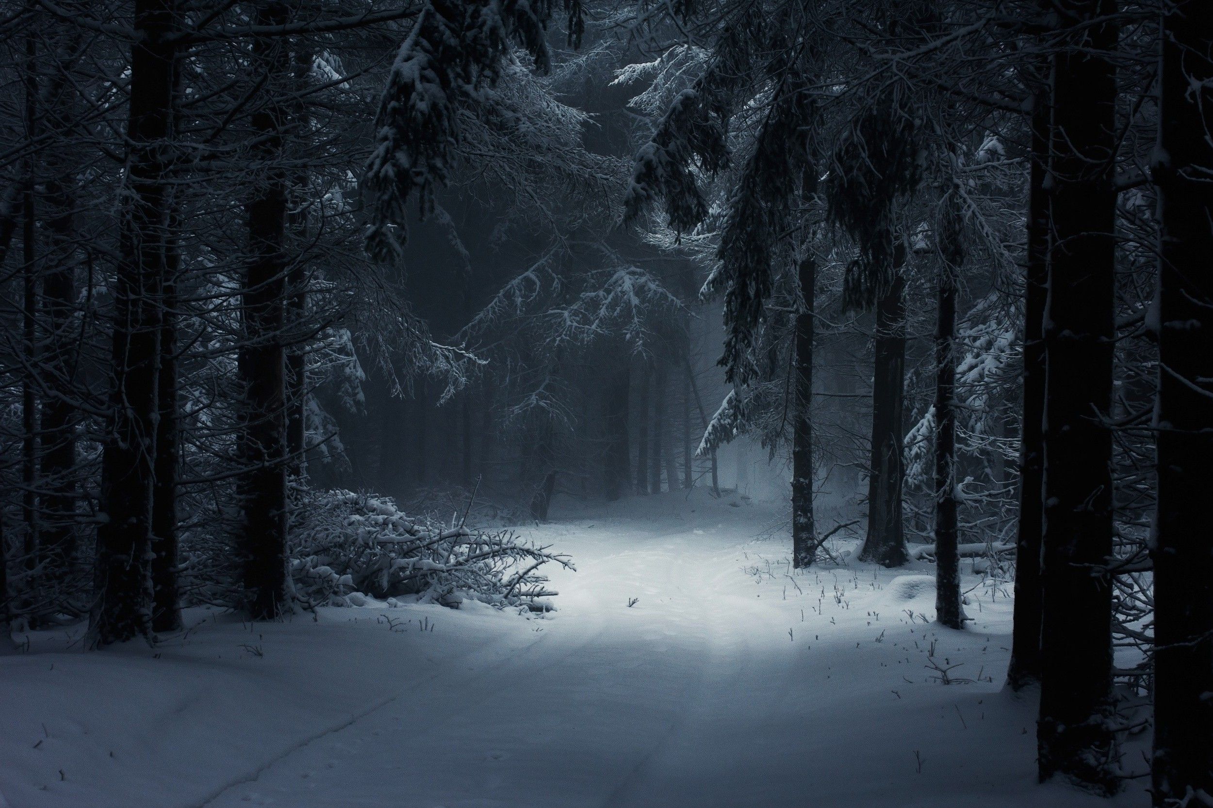 Fogy Forest Winter Day Wallpapers