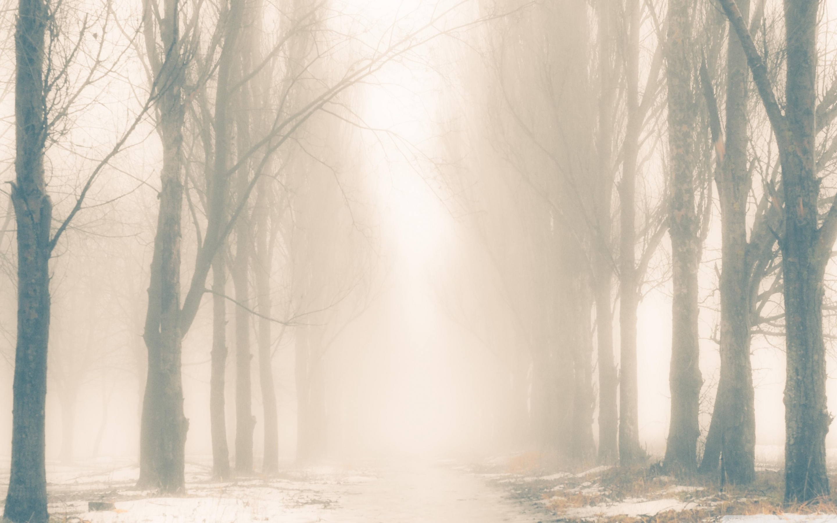 Fogy Forest Winter Day Wallpapers