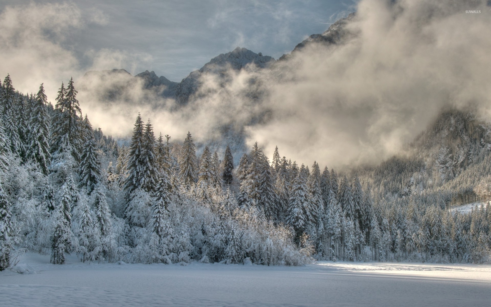 Fogy Forest Winter Day Wallpapers