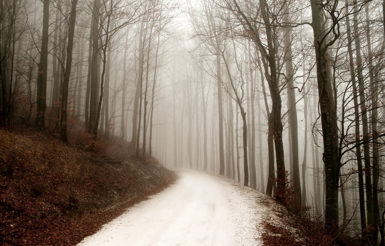 Fogy Forest Winter Day Wallpapers