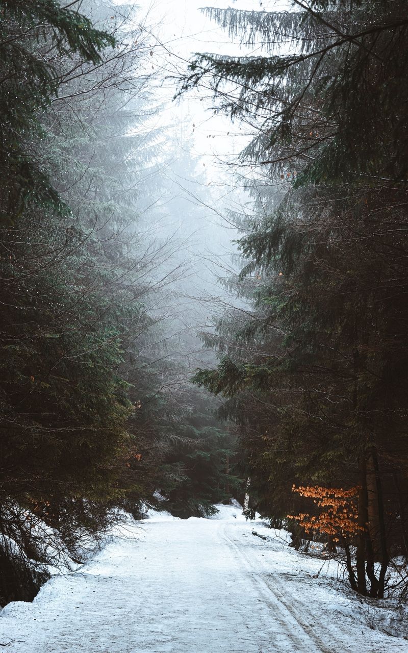 Fogy Forest Winter Day Wallpapers