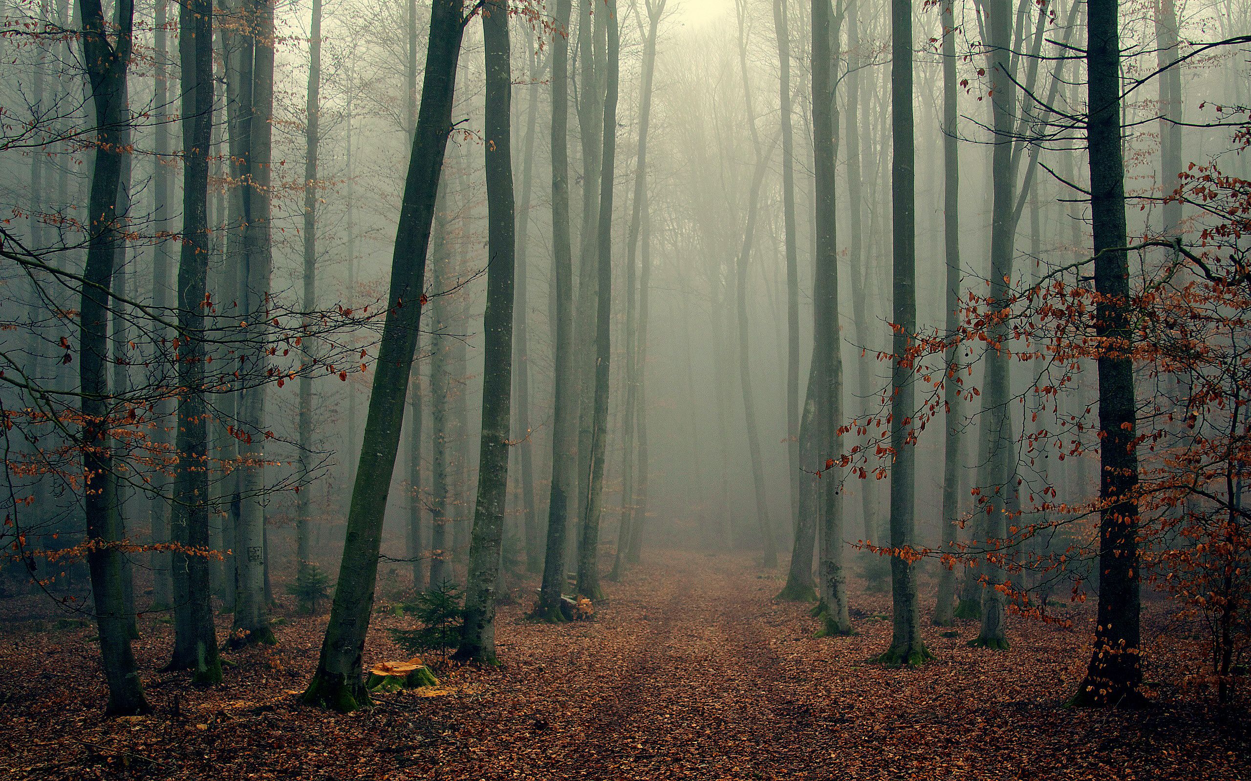 Fogy Forest Winter Day Wallpapers