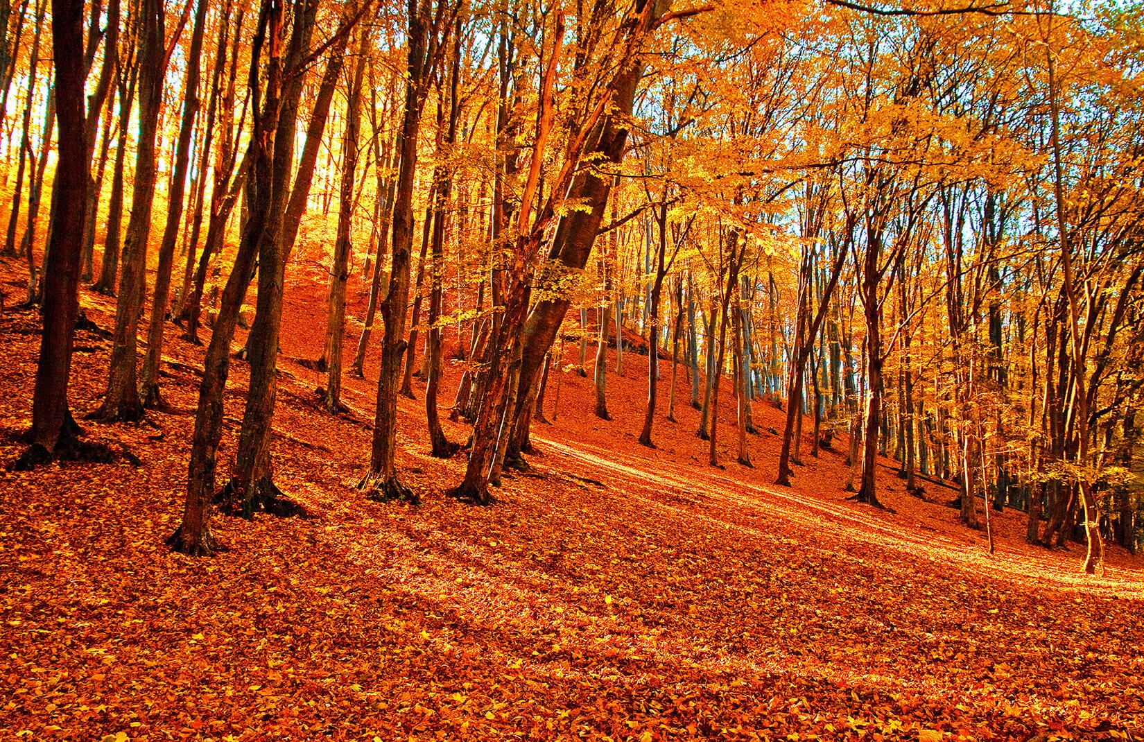 Fogy Orange Forest Wallpapers