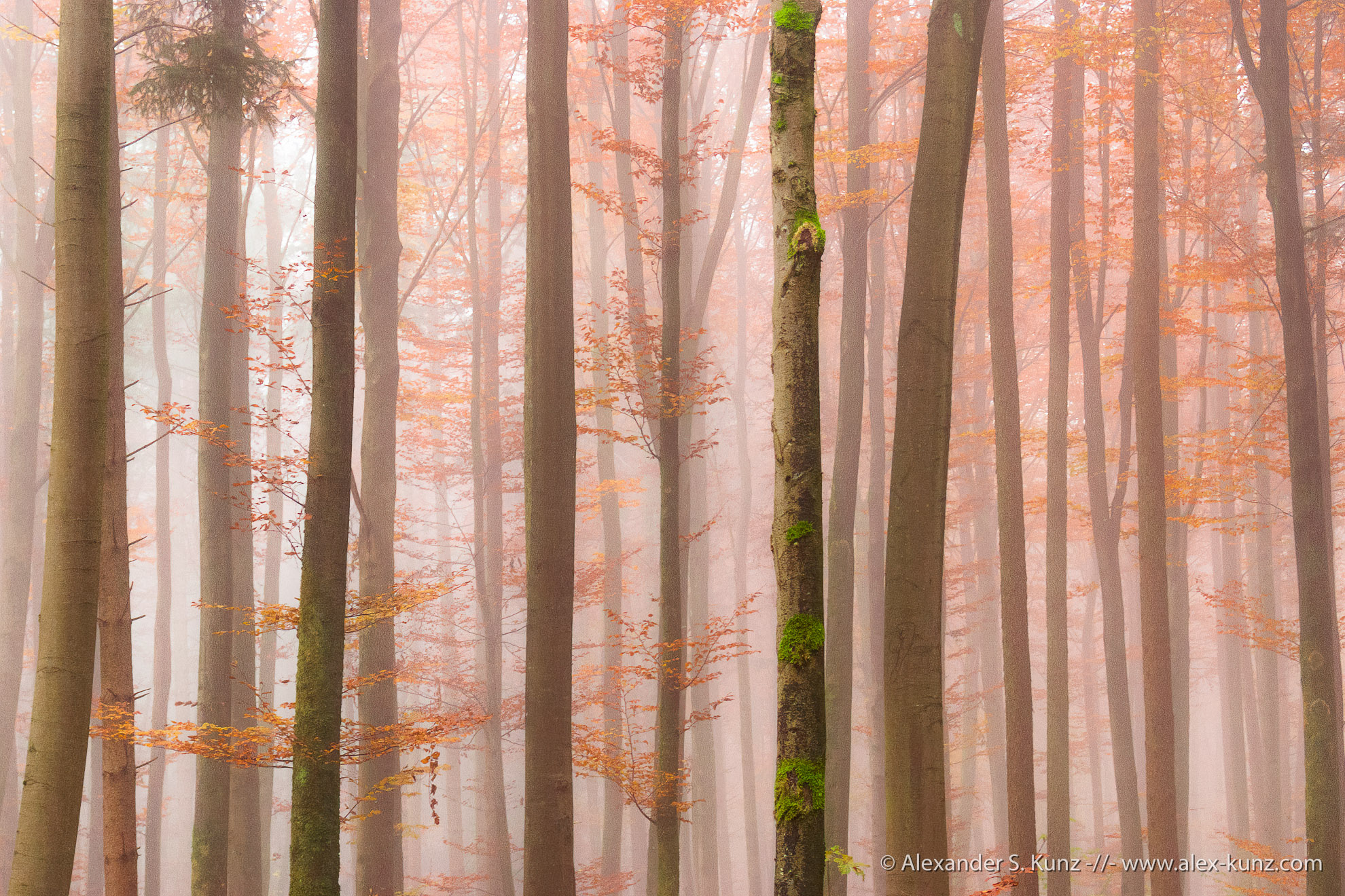 Fogy Orange Forest Wallpapers