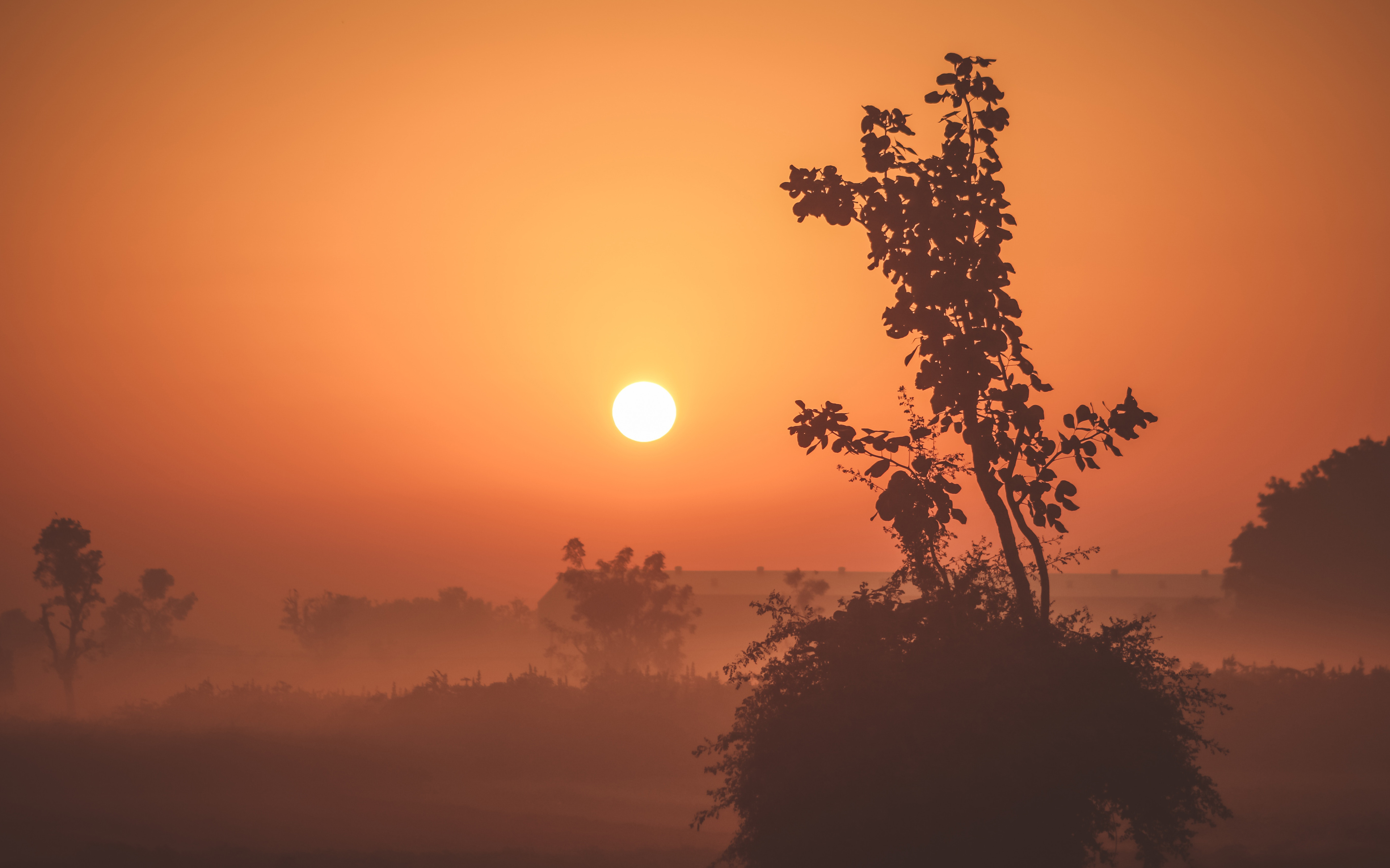 Fogy Sunrise Wallpapers