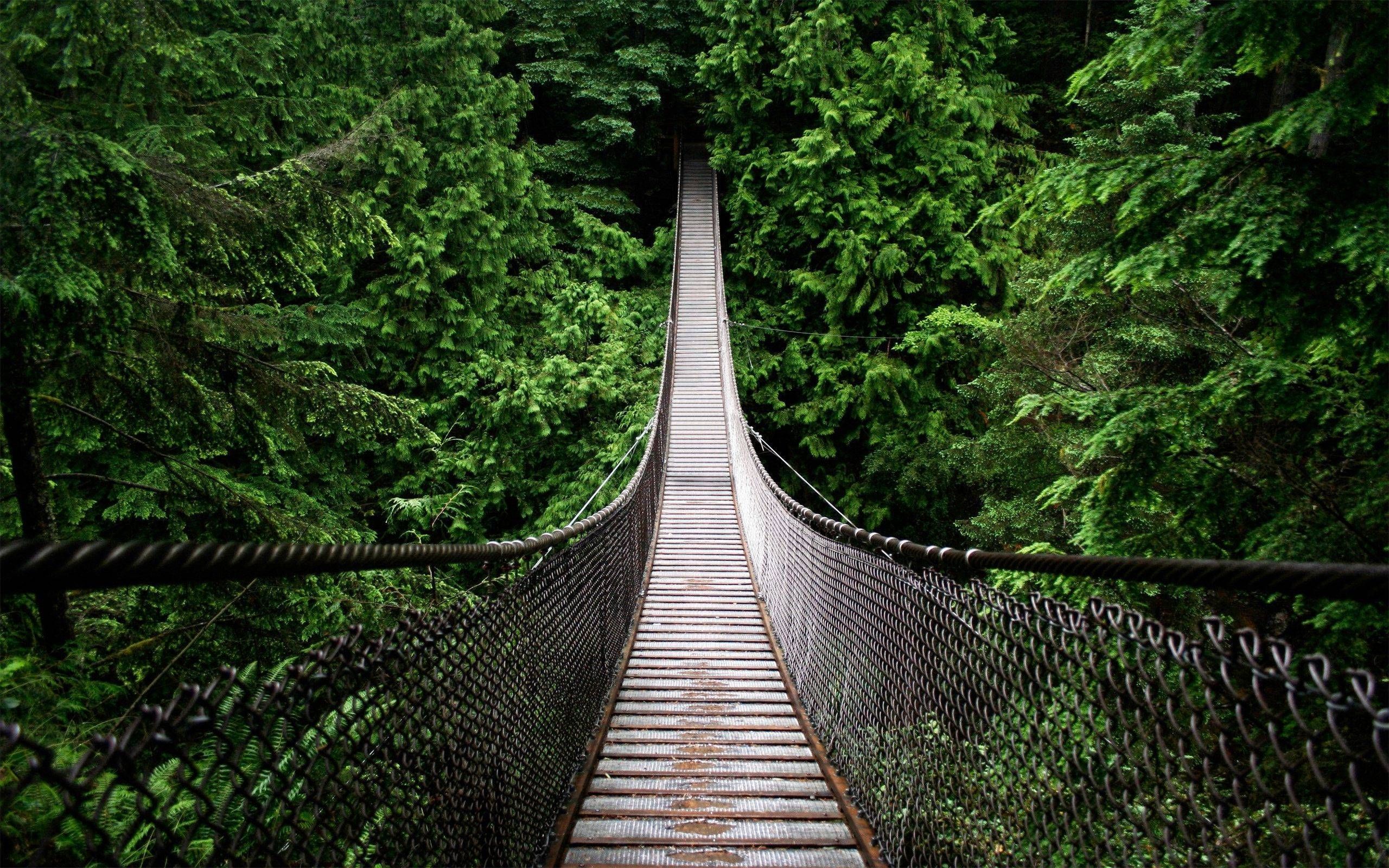 Forest Bridges Wallpapers