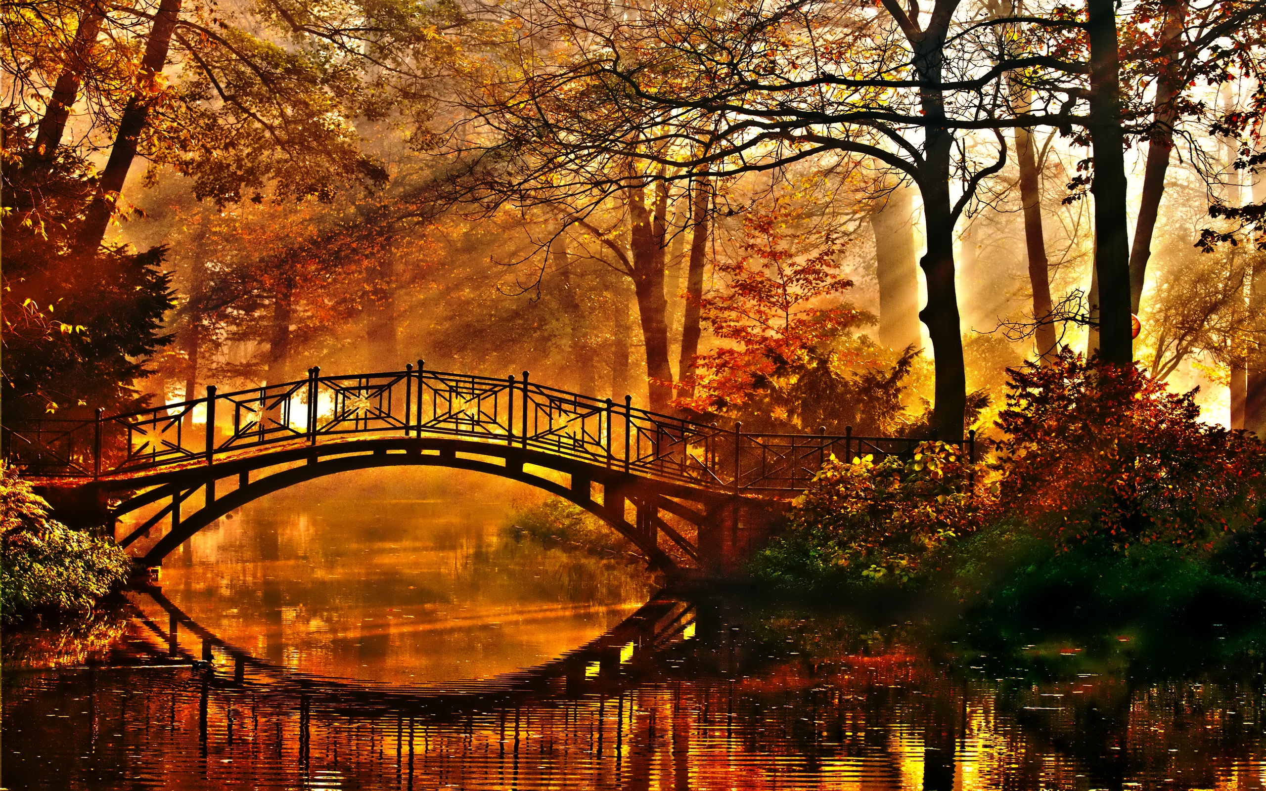 Forest Bridges Wallpapers