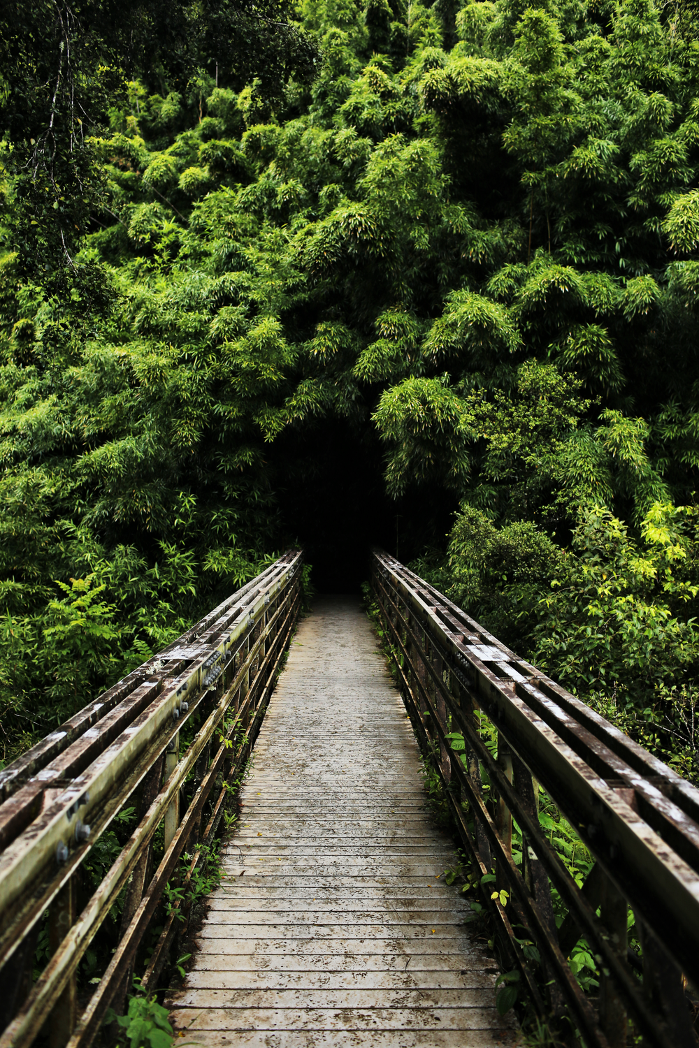 Forest Bridges Wallpapers