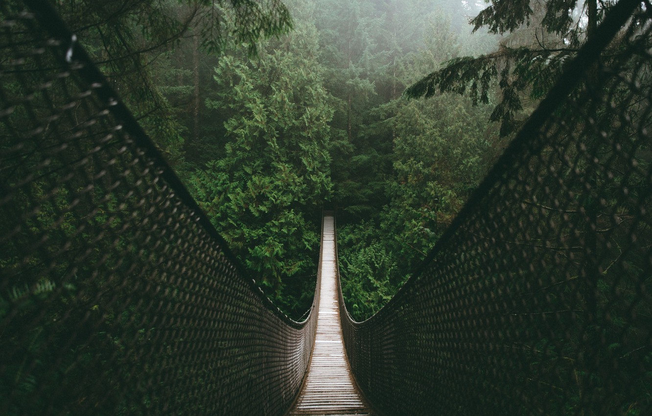 Forest Bridges Wallpapers
