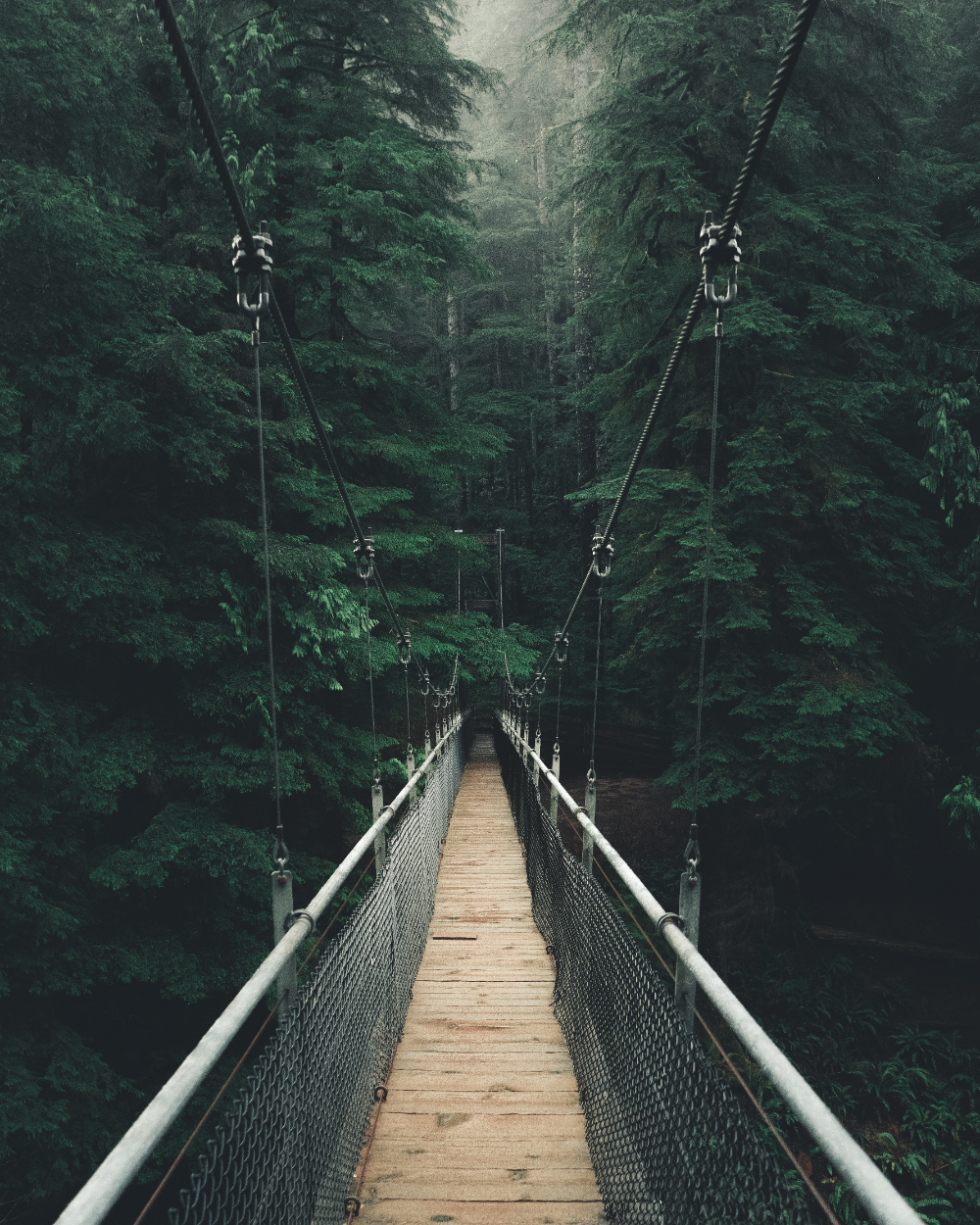 Forest Bridges Wallpapers