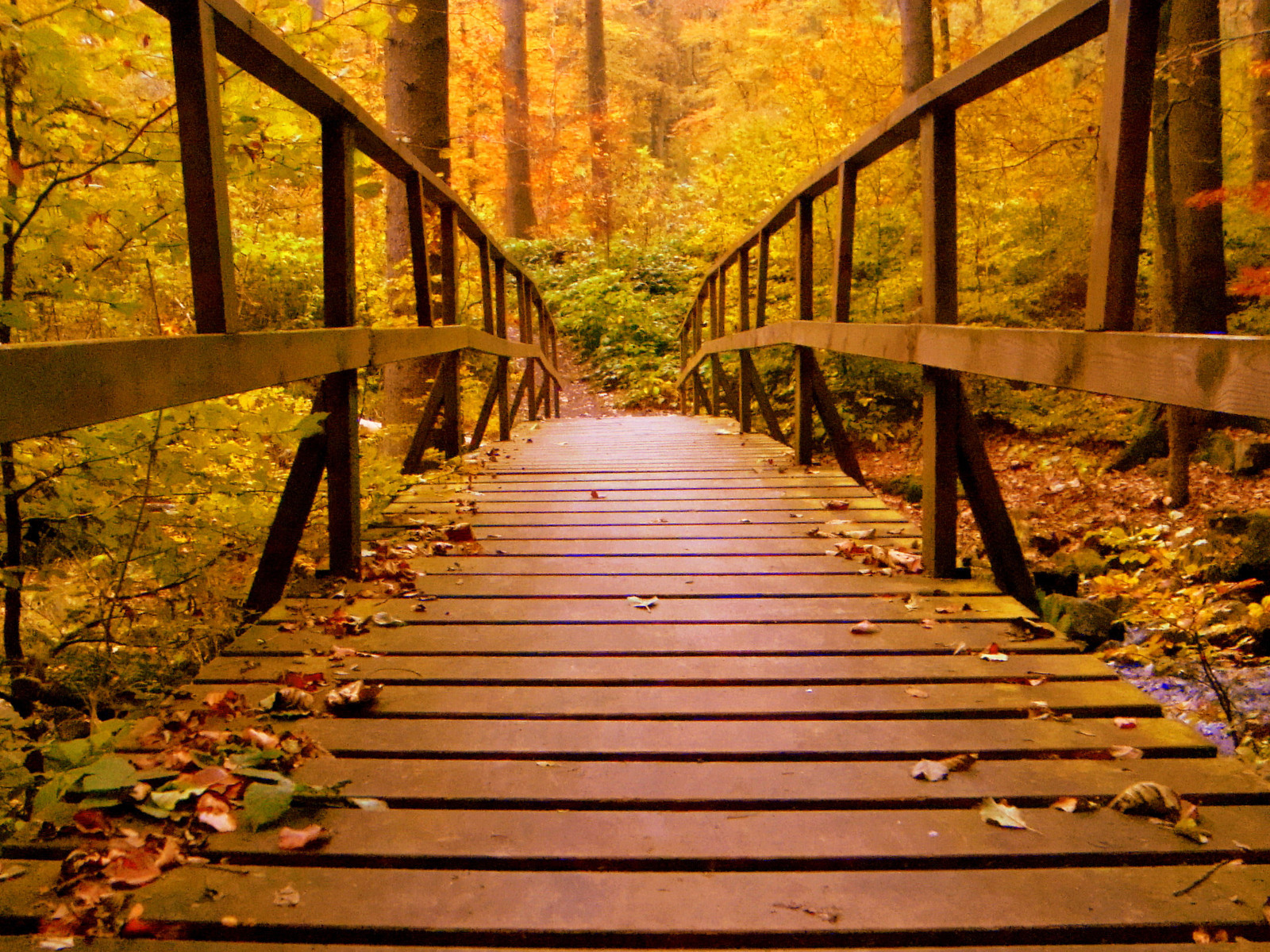 Forest Bridges Wallpapers