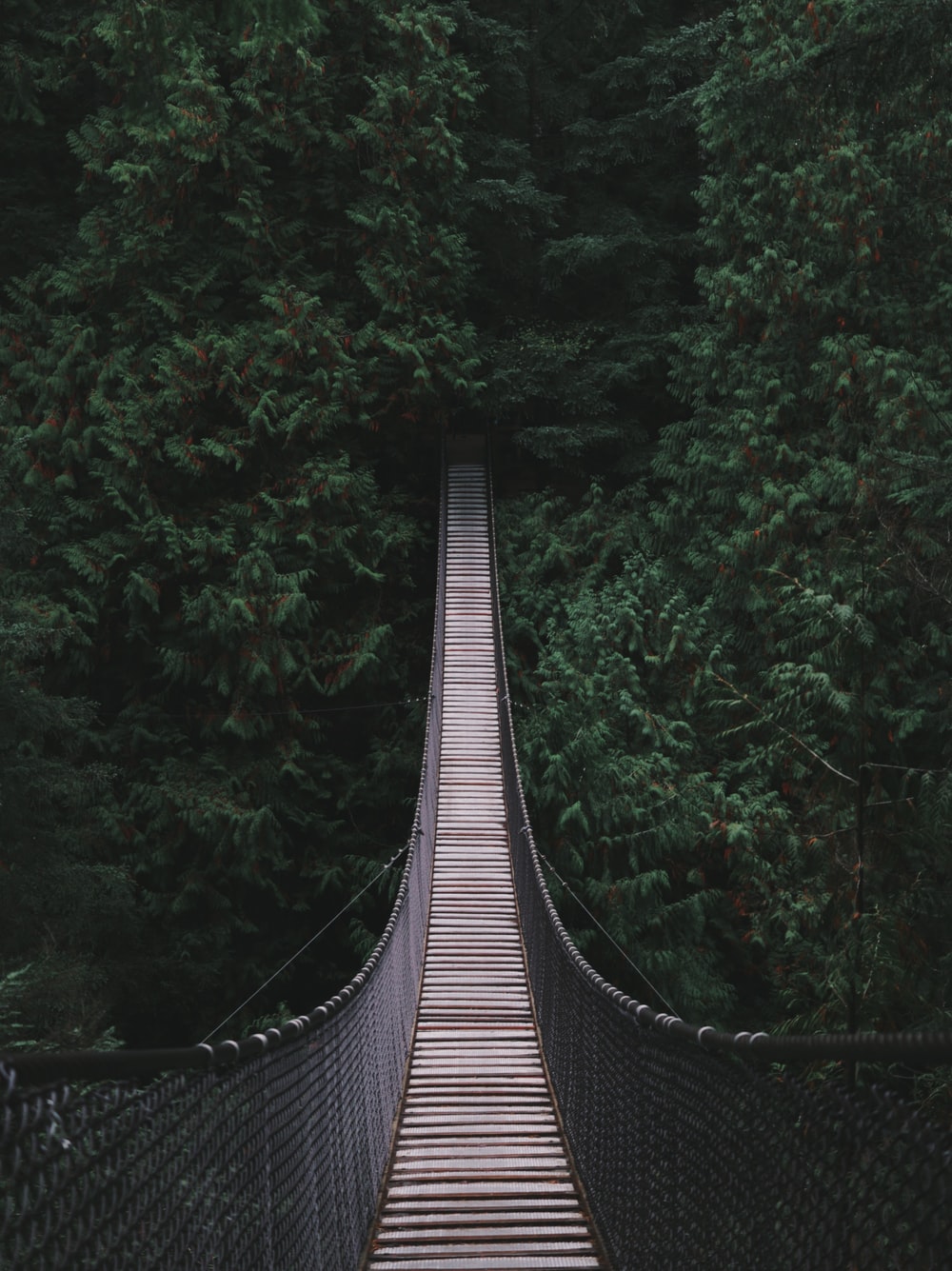 Forest Bridges Wallpapers