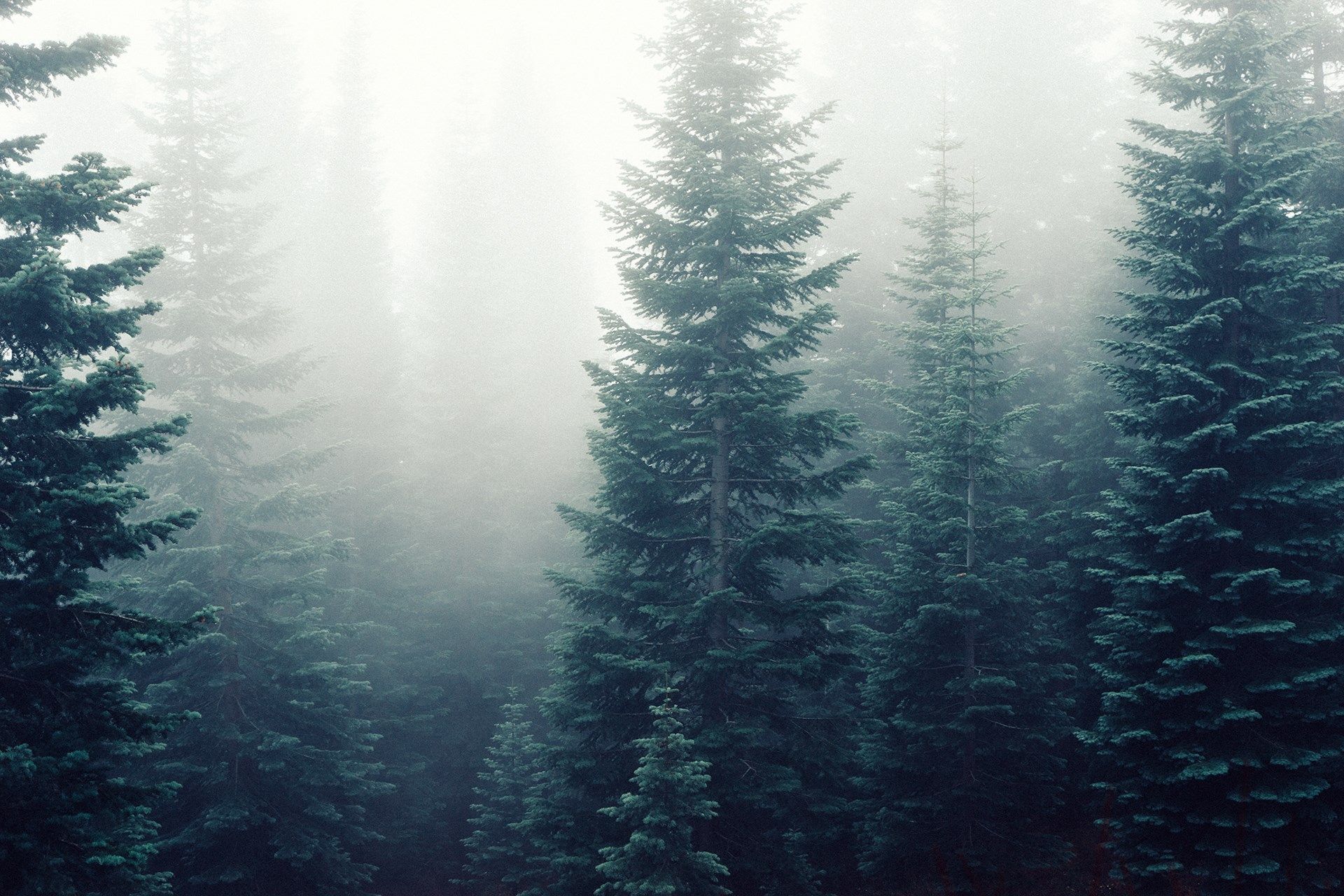 Forest Computer Background