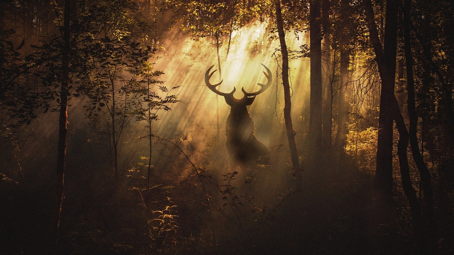 Forest Deer Wallpapers