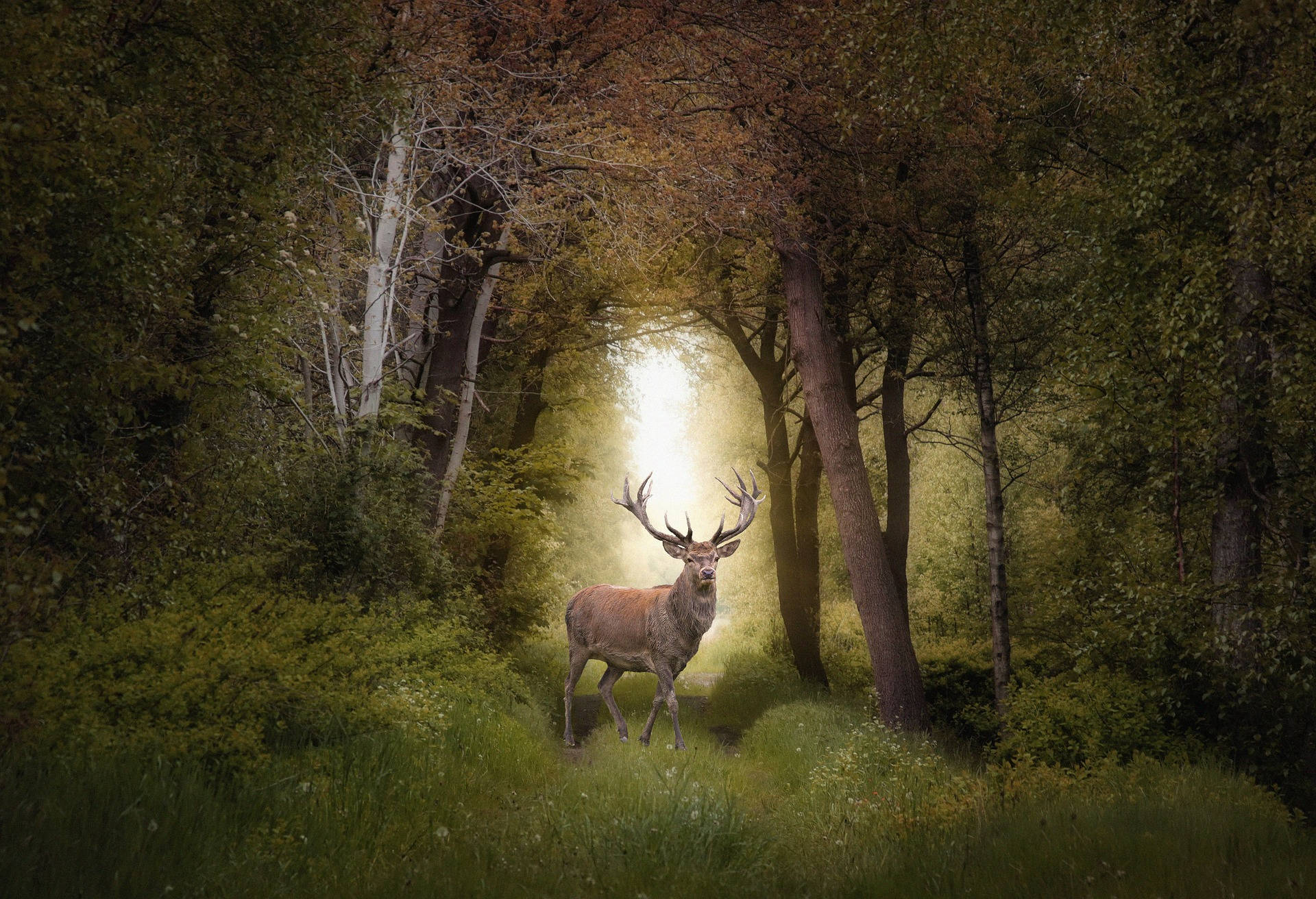 Forest Deer Wallpapers