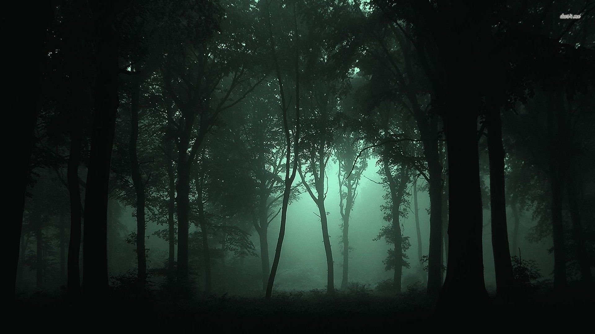 Forest Evening Wallpapers