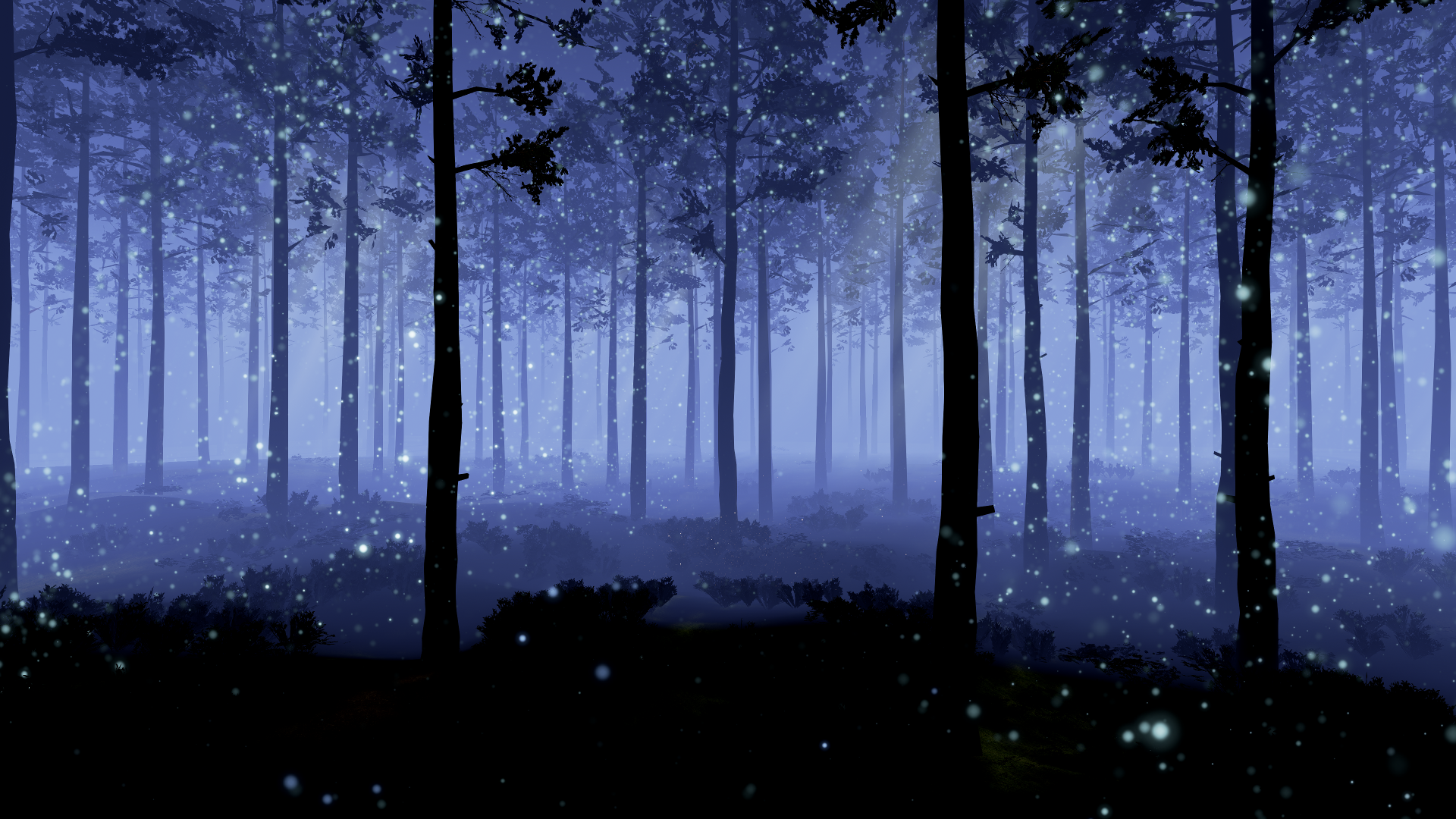 Forest Evening Wallpapers