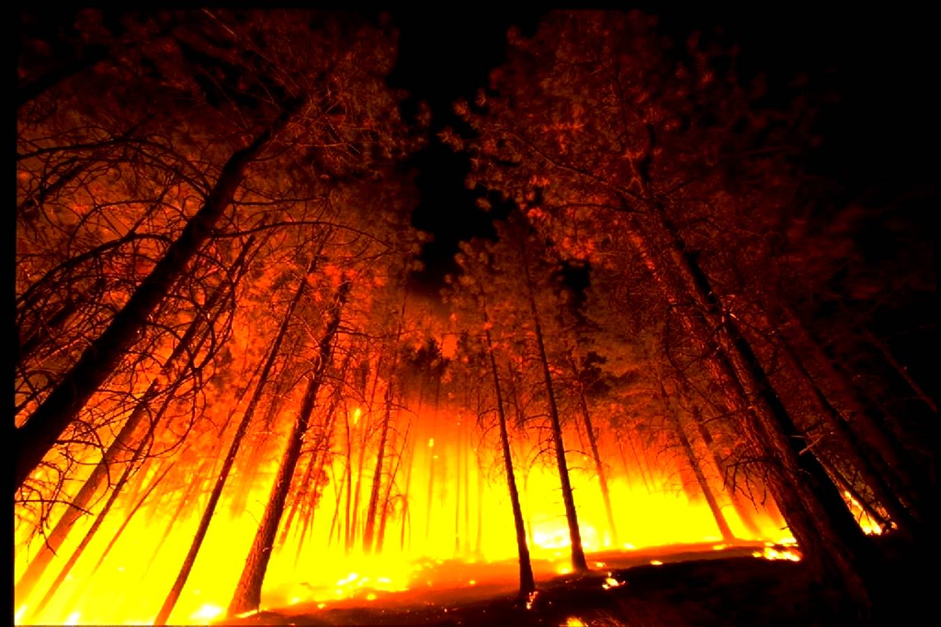 Forest Fire Background