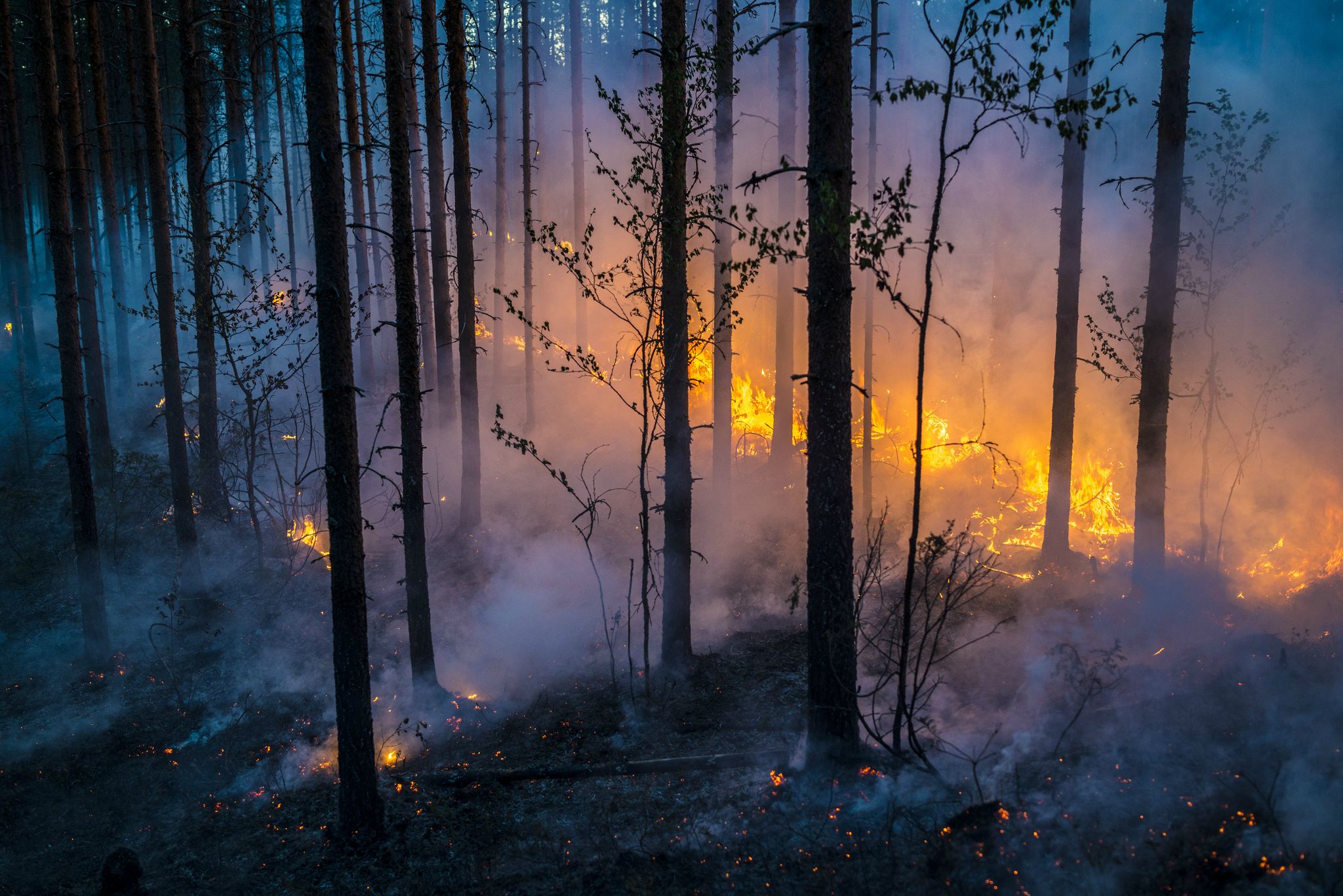 Forest Fire Background