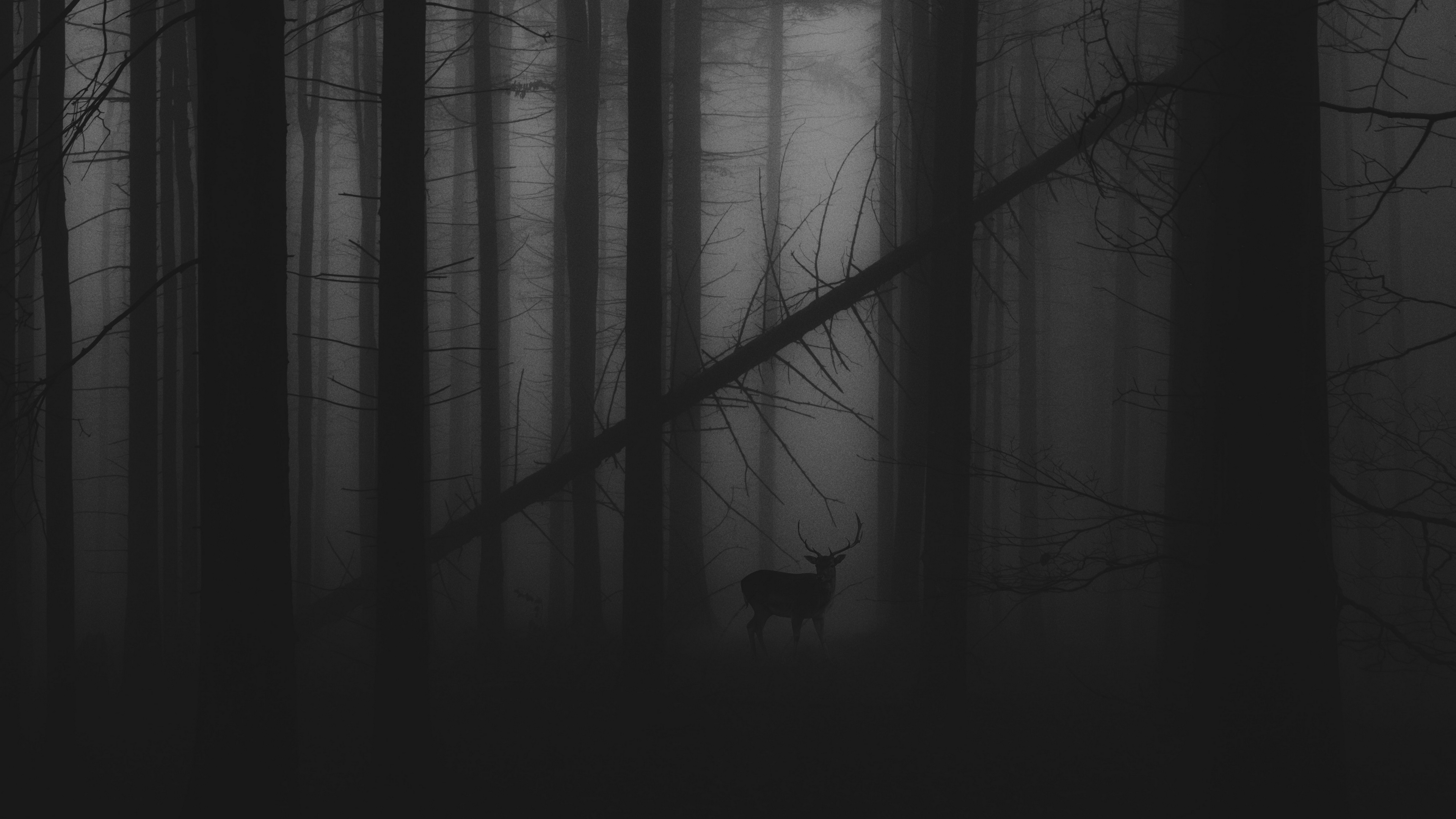 Forest Fog Wallpapers